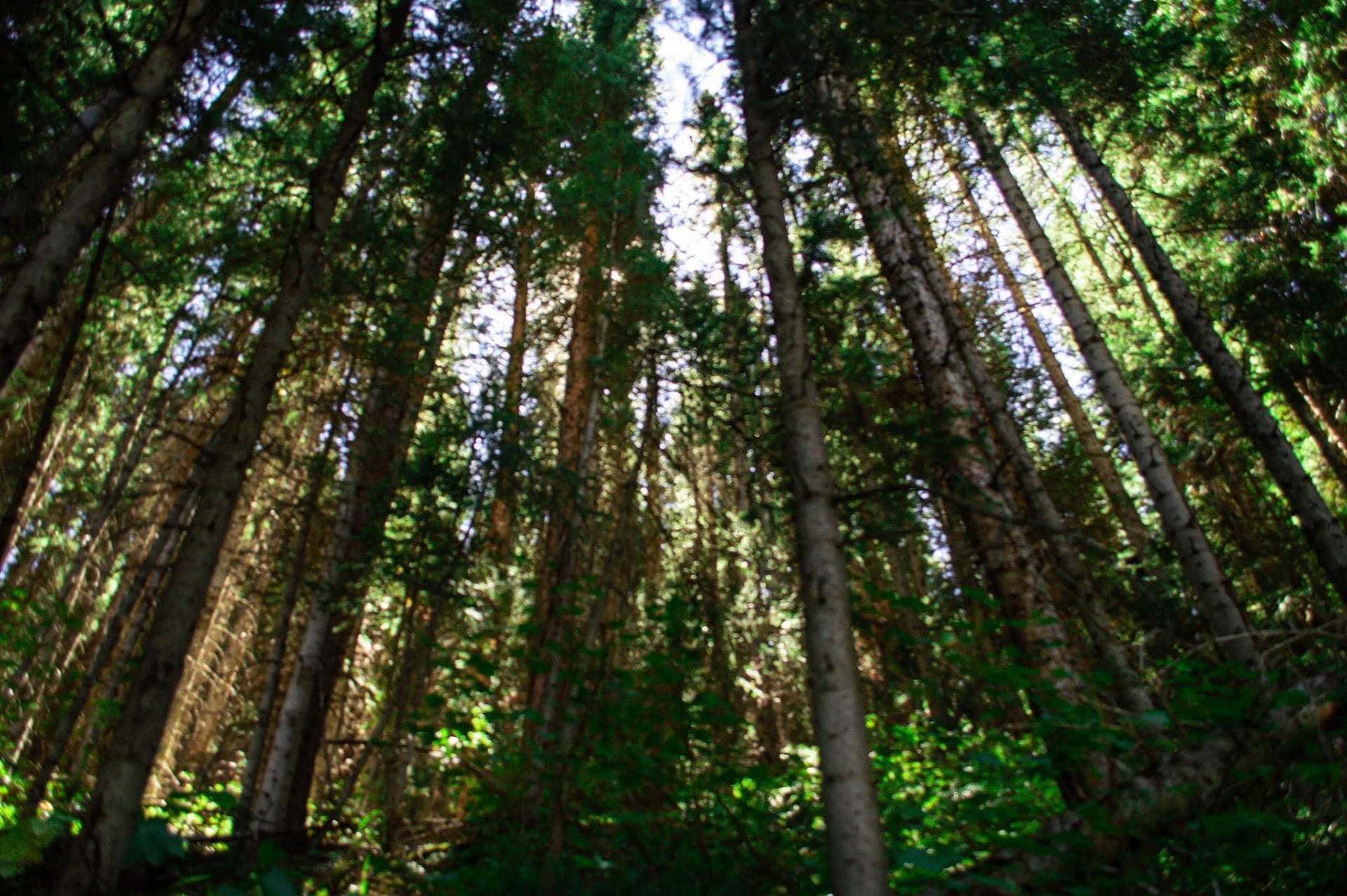 Maroon Bells / Aspen, CO / 2020