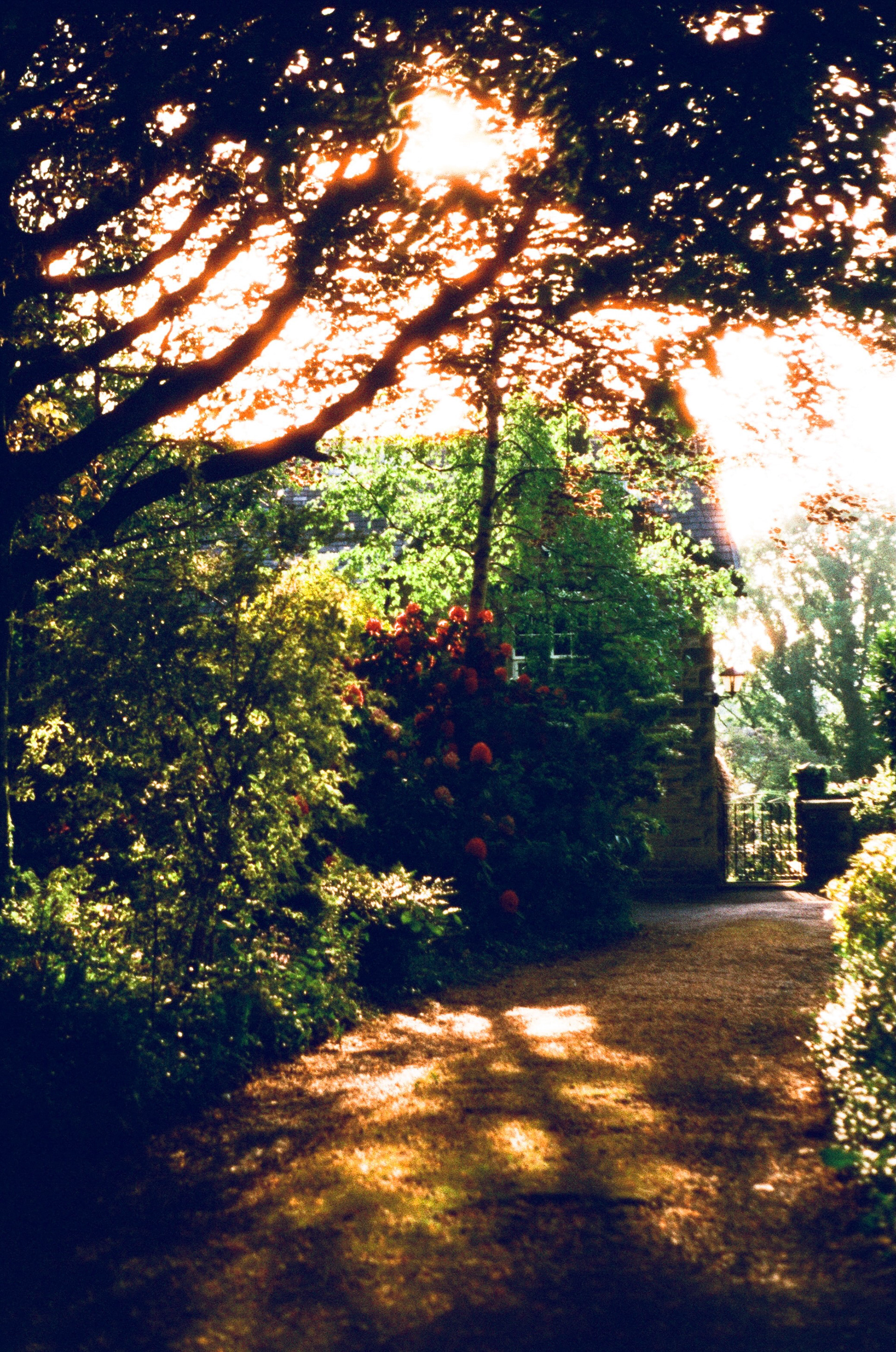 Zeiss Ikon Contaflex Super B, Tessar 50mm ƒ2.8, Harman Phoenix 200