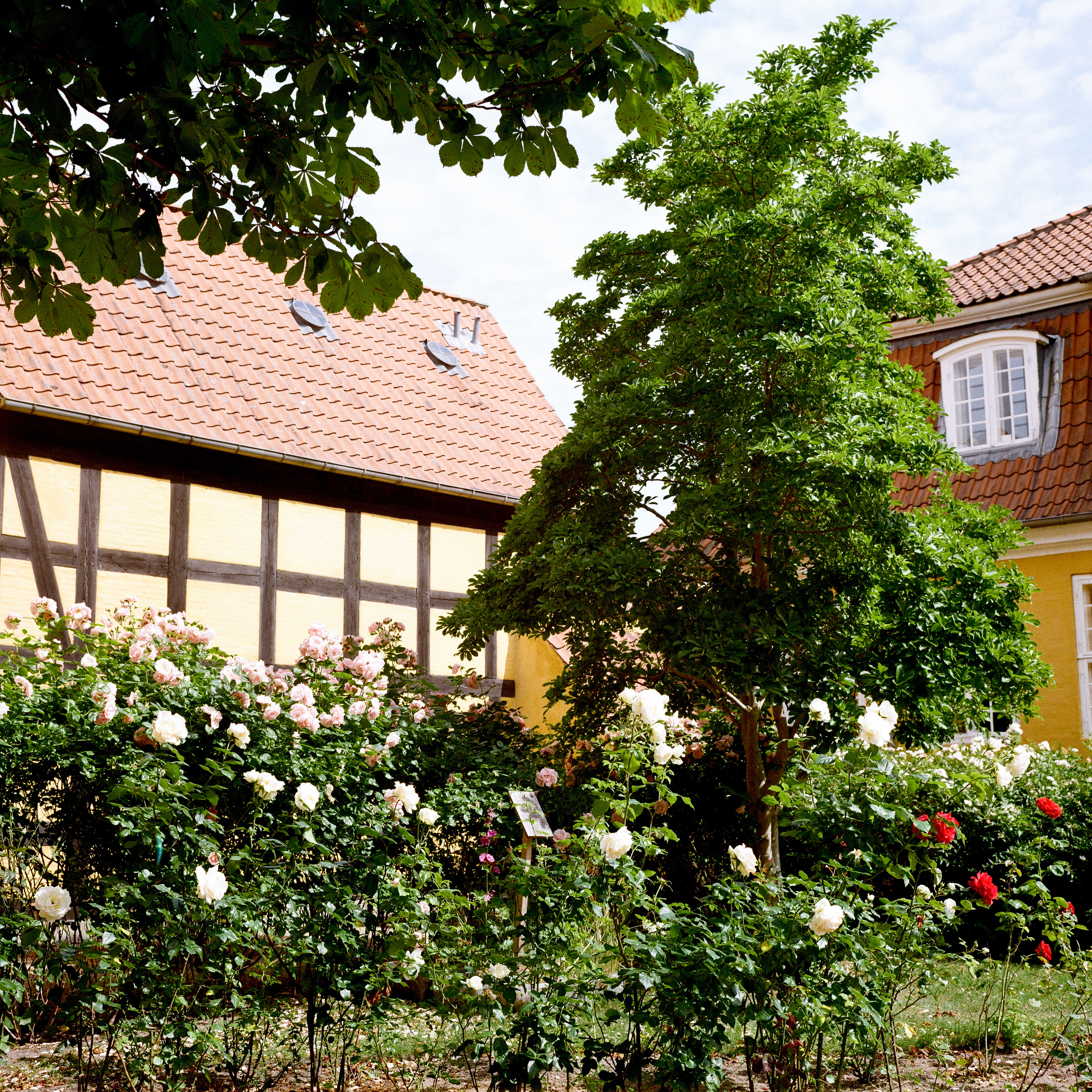 Rolleiflex 3.5F, Zeiss Planar 75mm ƒ3.5, Kodak Gold 200