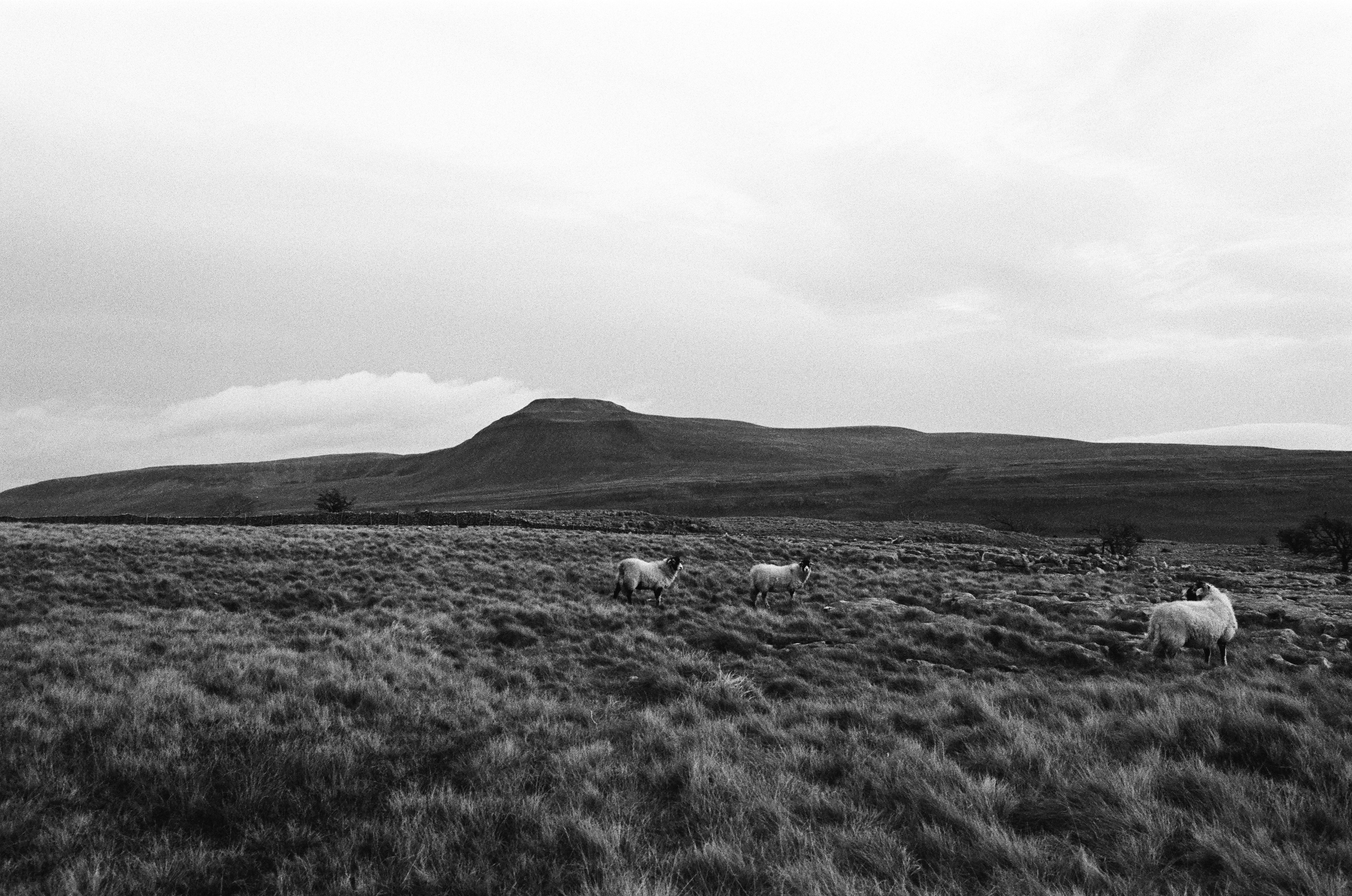 Nikon F5, Carl Zeiss Distagon 35mm ƒ2, Kodak Tri-X