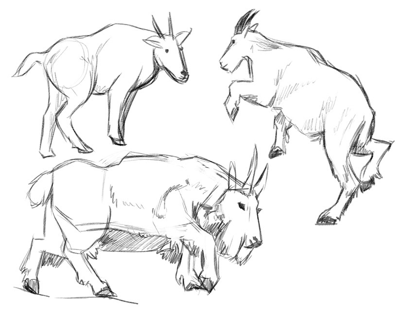 15-Minute Sketch Sheet - Mountain Goat