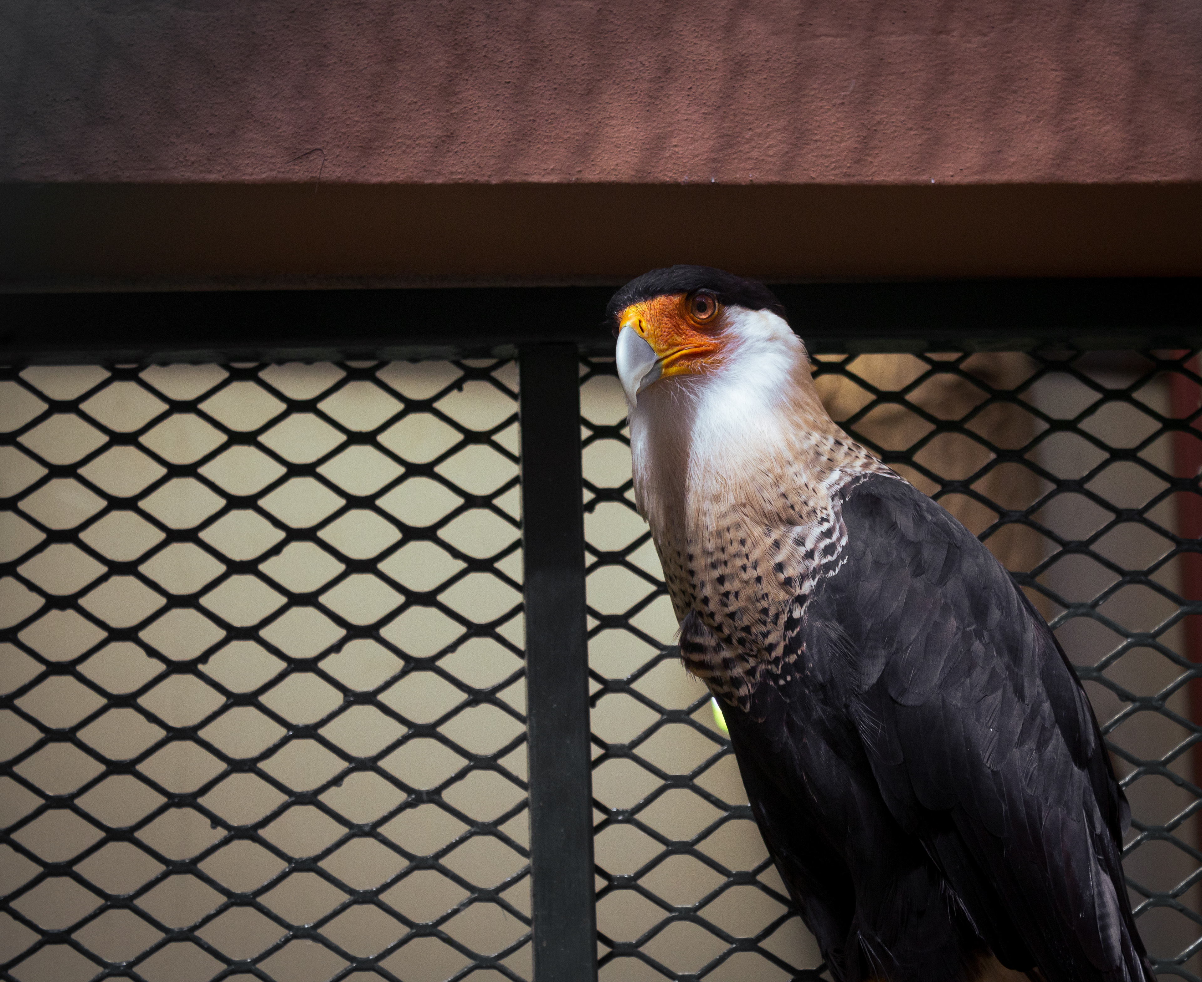 Crested Caracara - Mexico's National Bird 