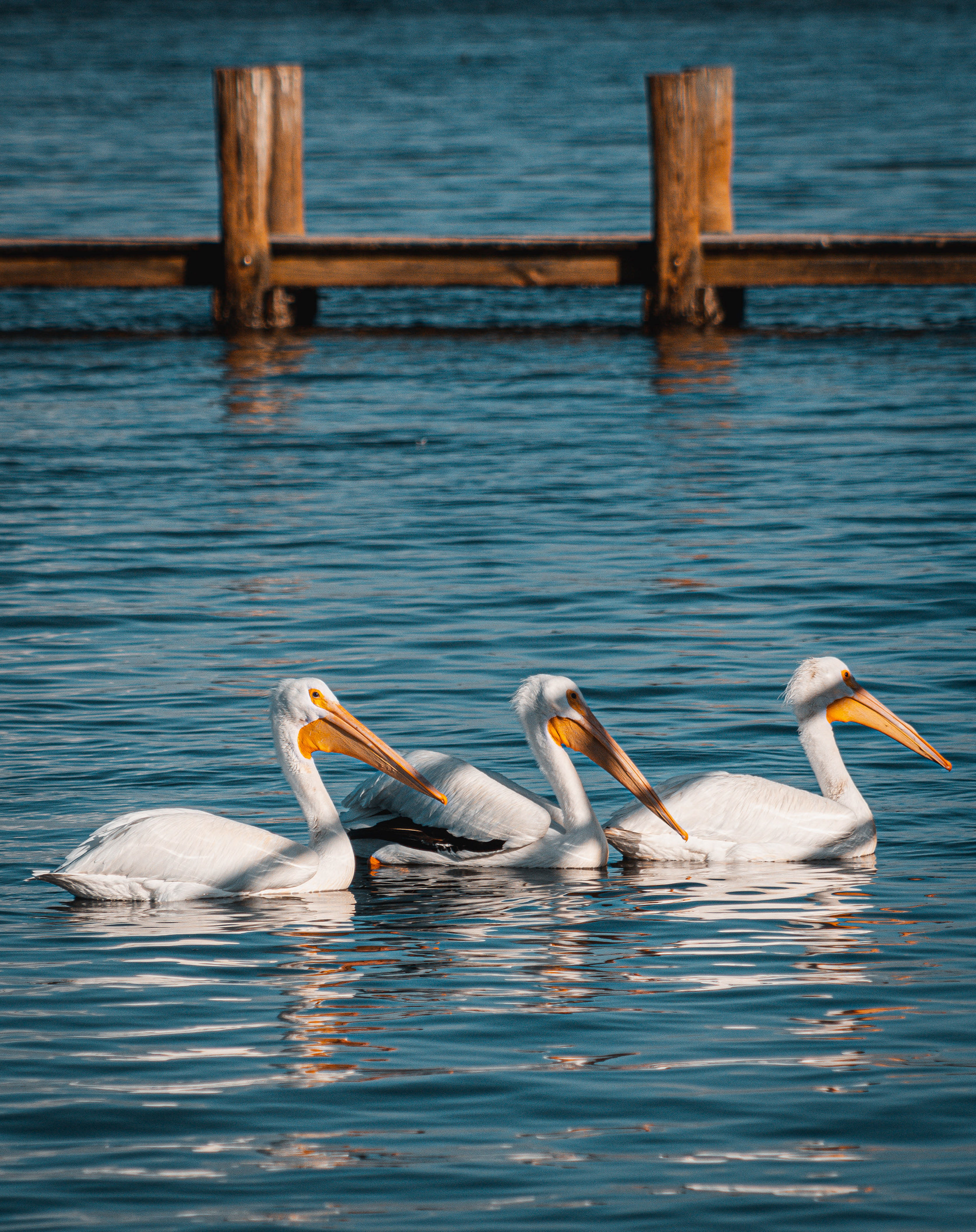 Anna Maria Island, FL
