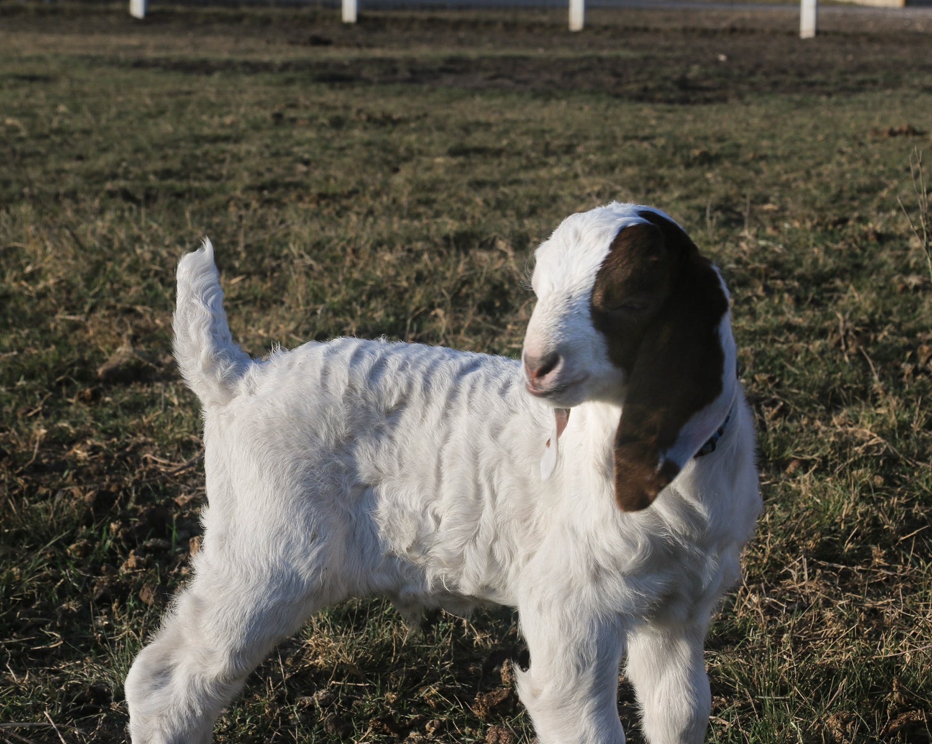 In Loving Memory of Theo