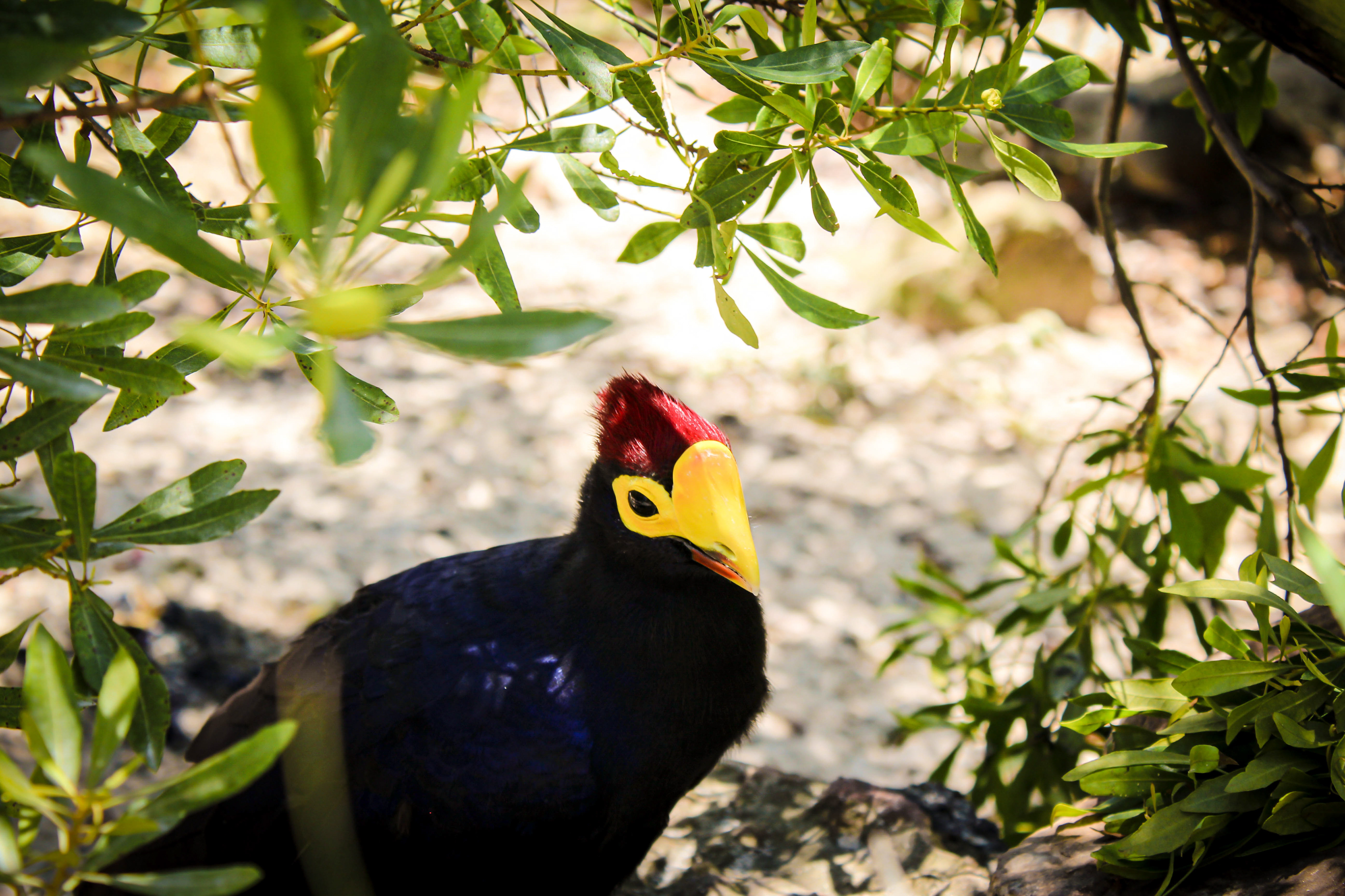 Lady Ross' Turaco