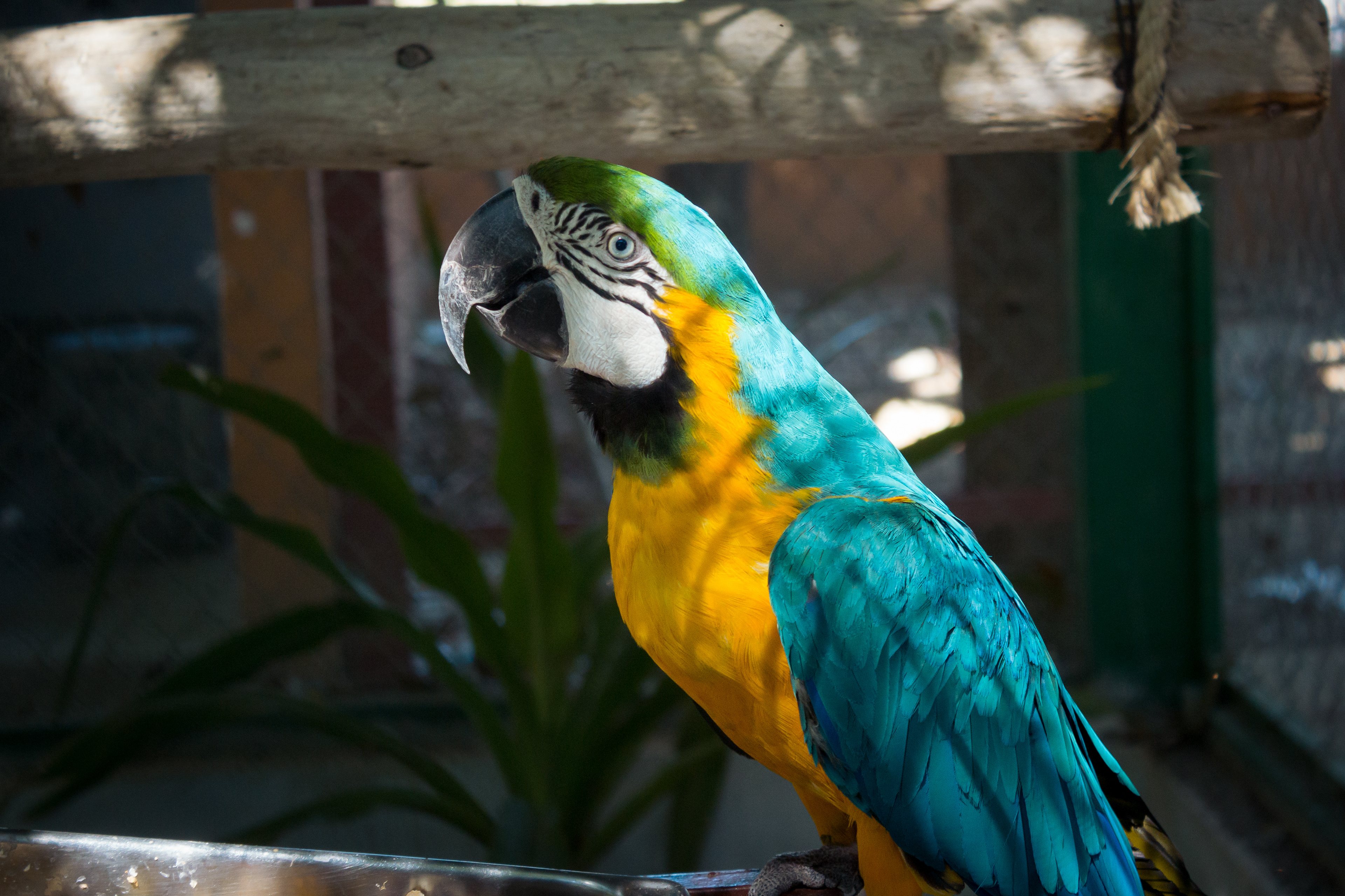 Golden Macaw #00087