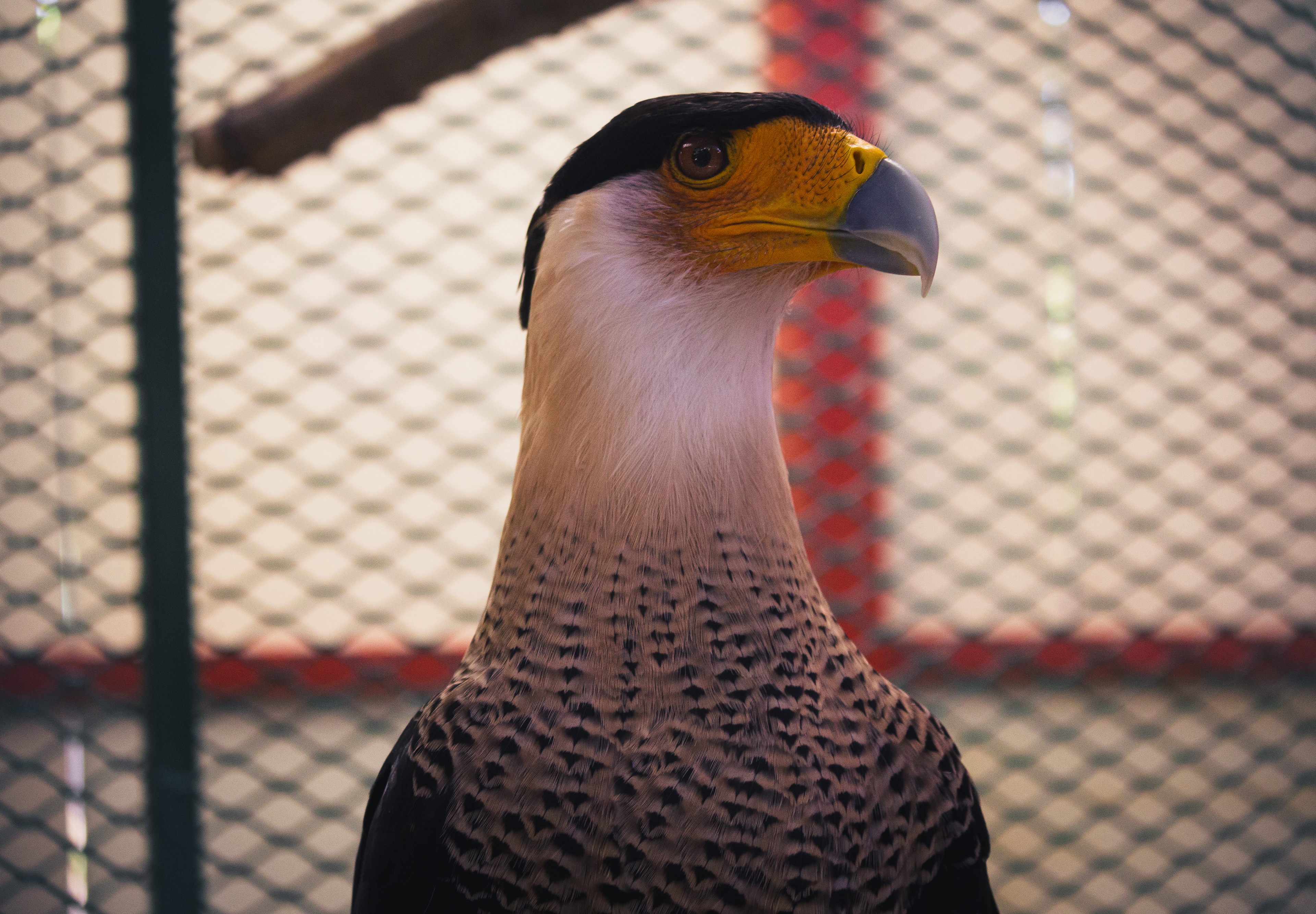 Crested Caracara - Mexico's National Bird