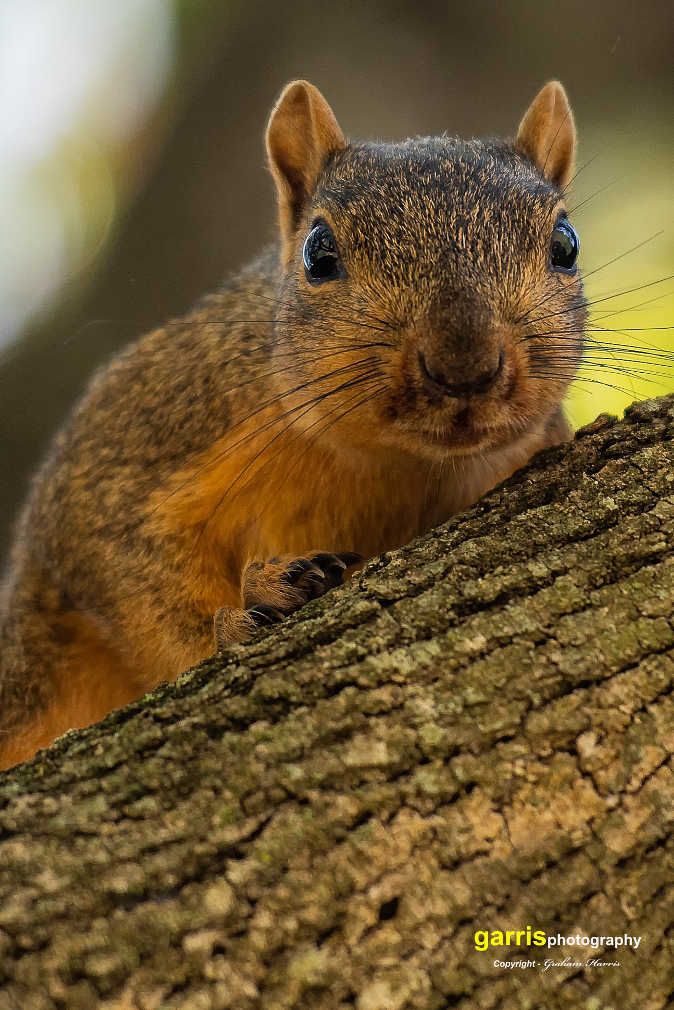 Hearthstone, Houston, Texas