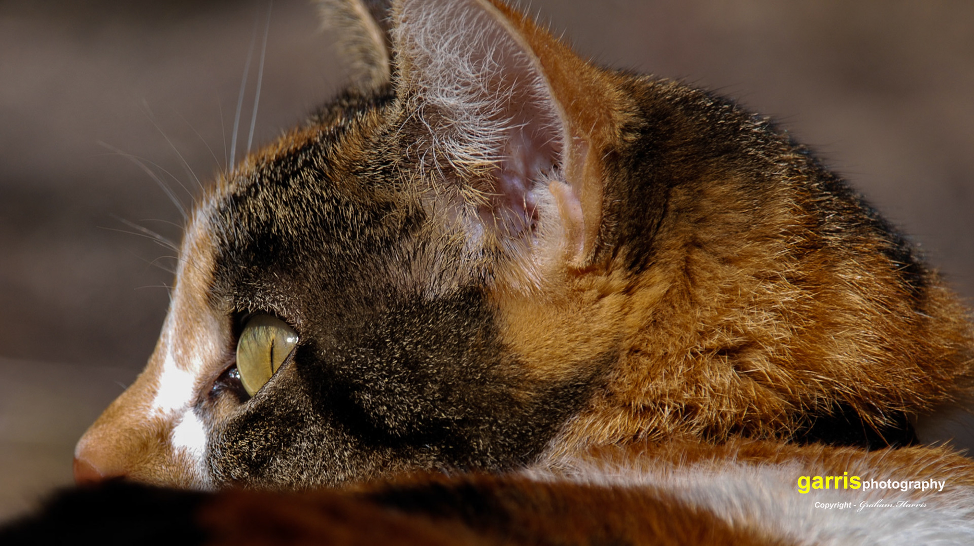 The Loverly 'Mooshie'