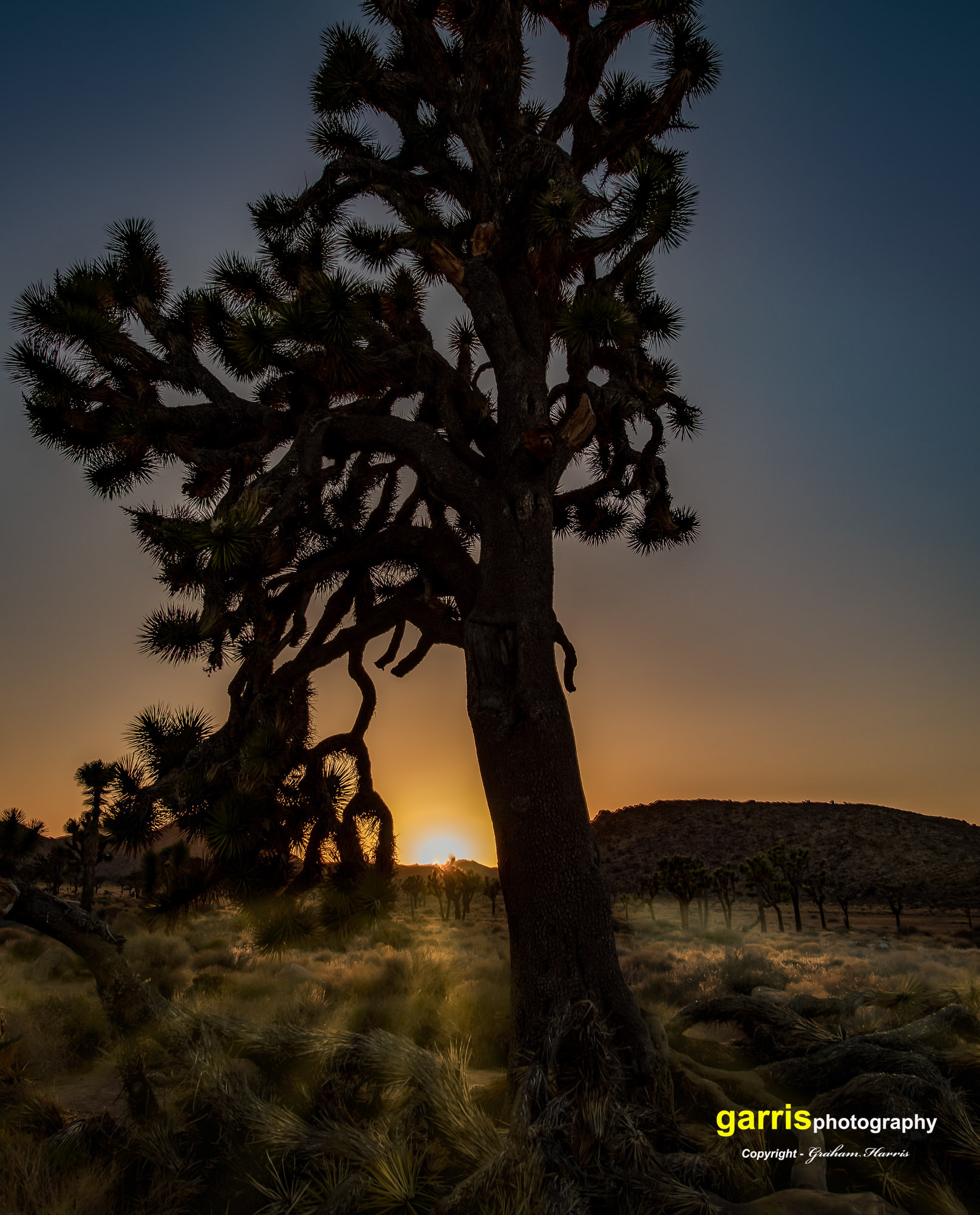 Joshua Tree National park, California