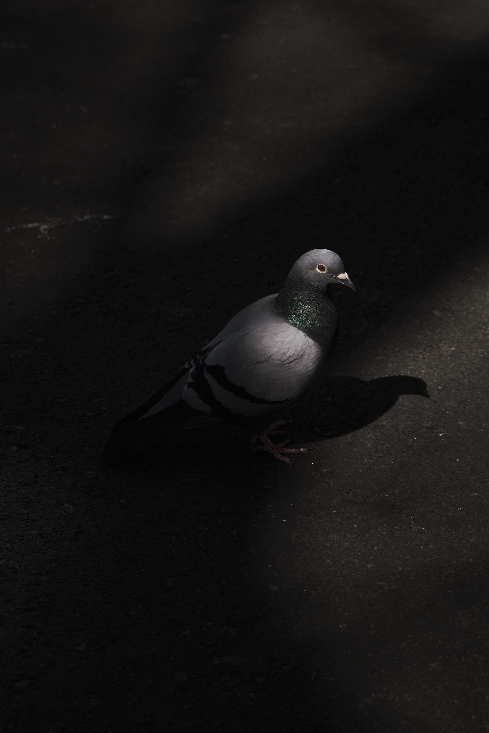Fujifilm XT-4 XF16-80mmF4 OIS WR, F/4, ISO 400, 1/2000 sec