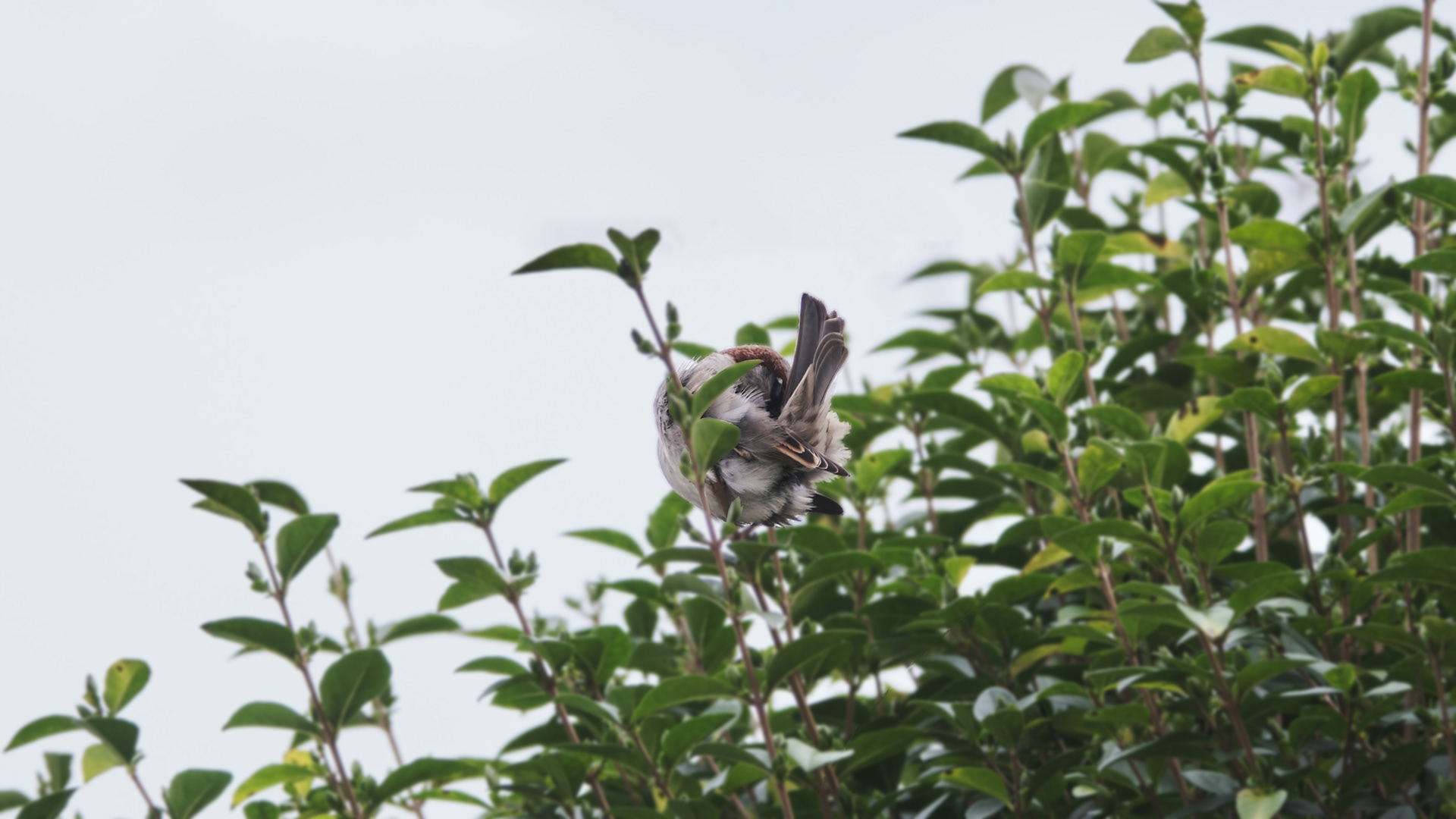 Fujifilm XT-4 XF16-80mmF4 OIS WR, F/4, ISO 400, 1/500 sec