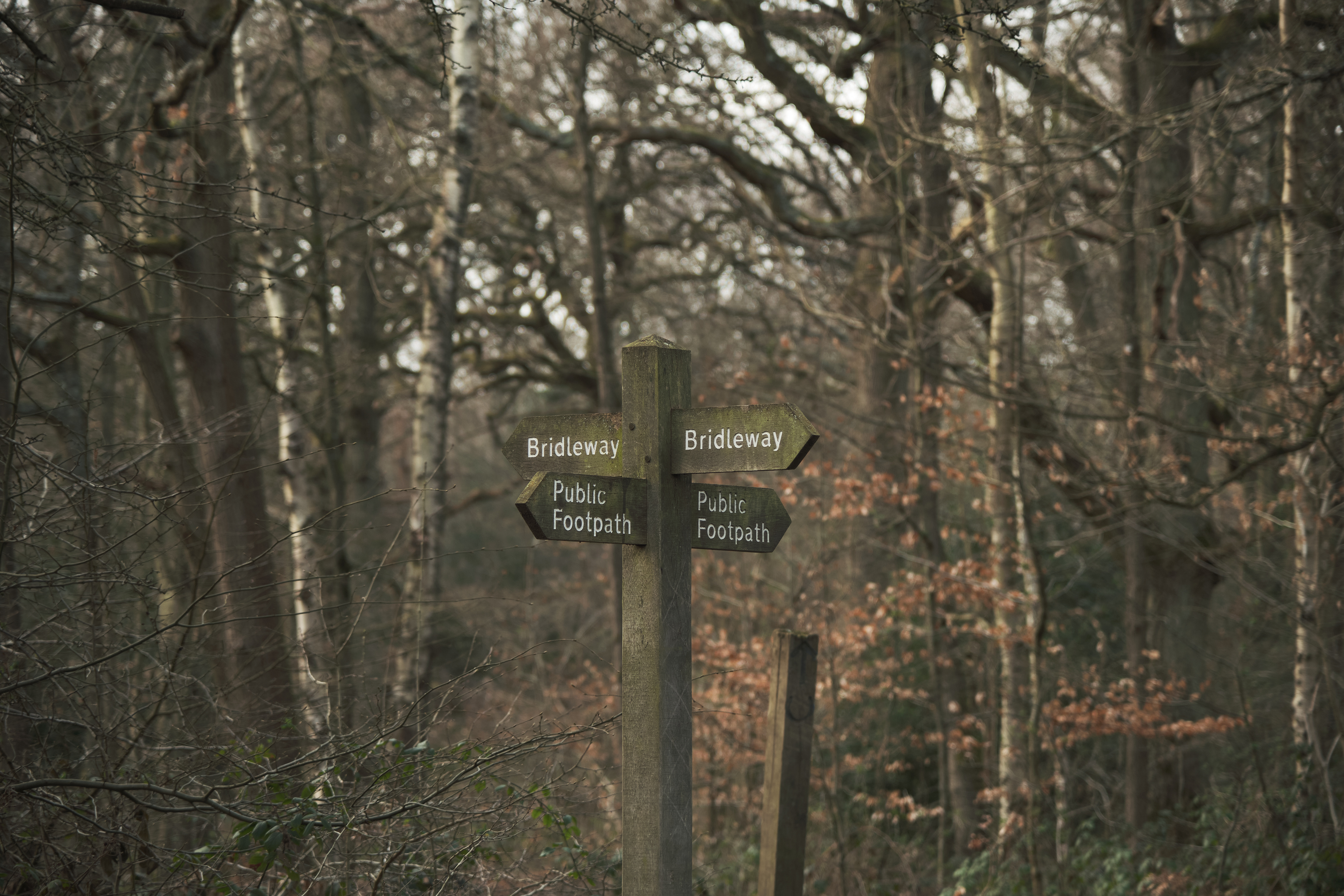 Fujifilm XT-4 XF16-80mmF4 OIS WR, F/4, ISO 400, 1/125 sec