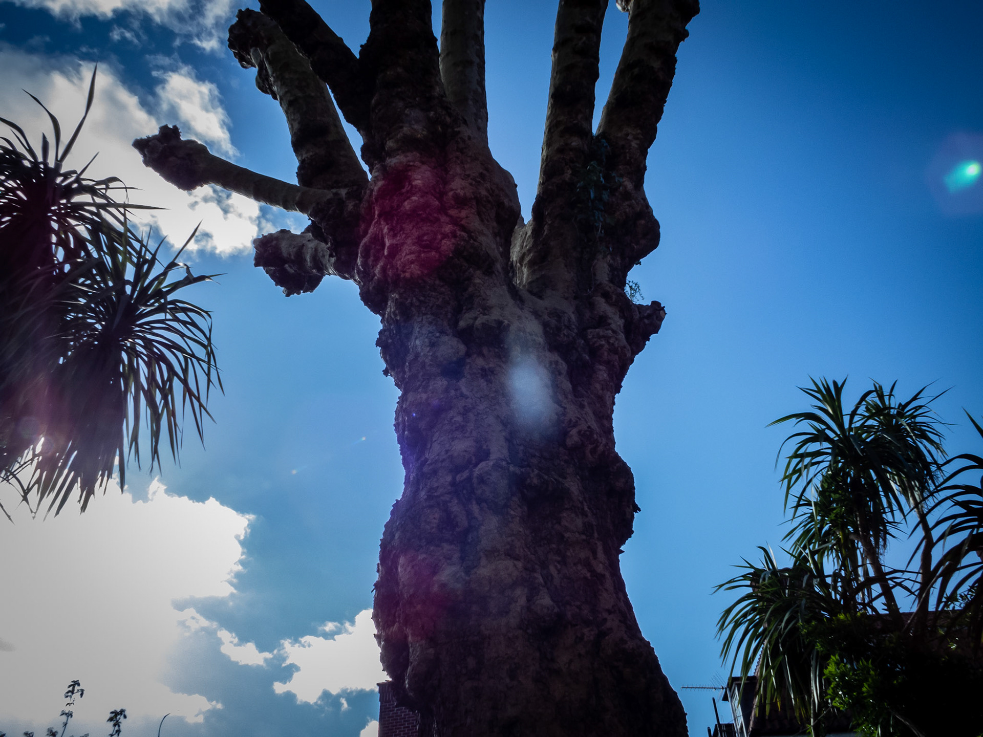 Ugly Cut Back Tree-Not Caribbean- Hotwells Bristol