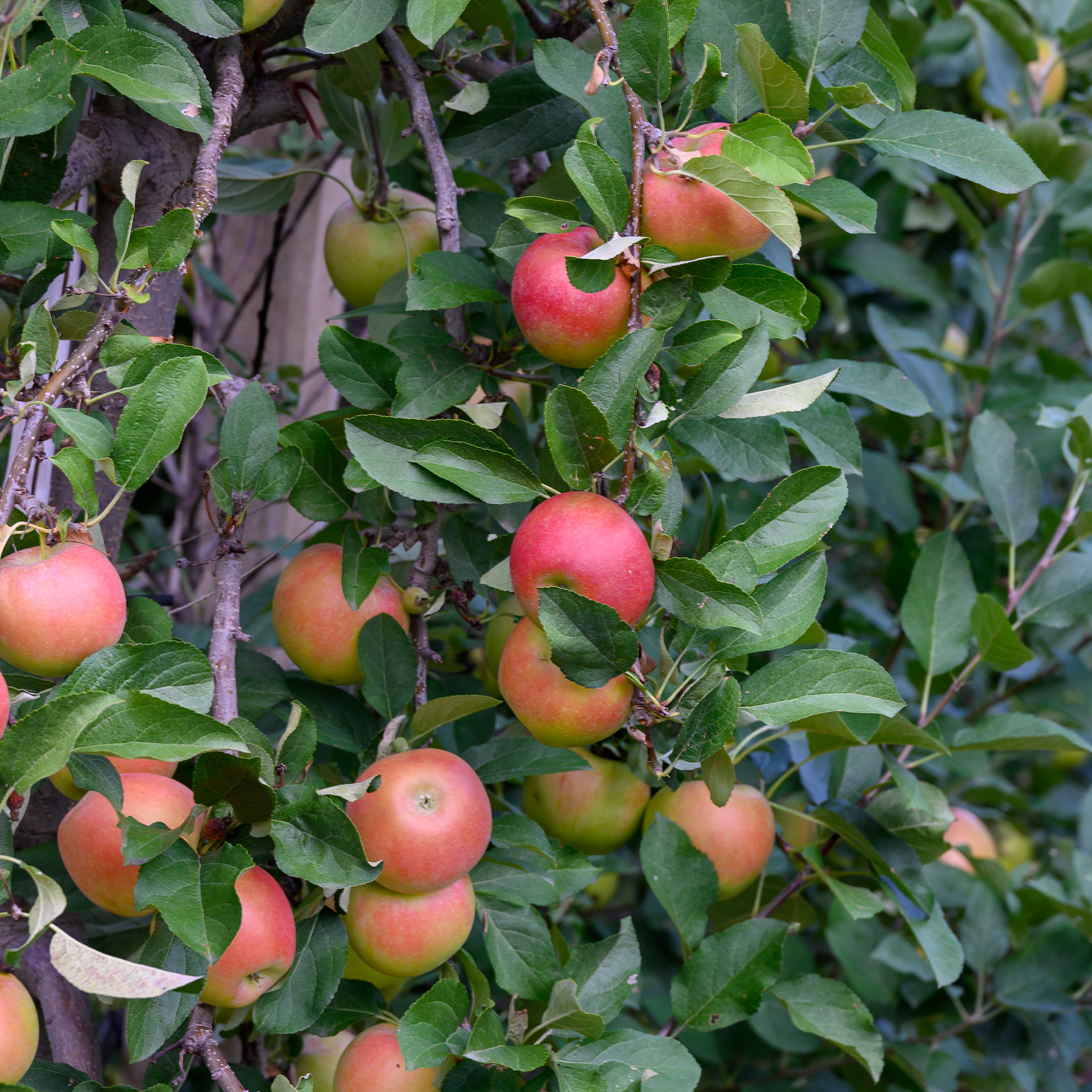 oder Äpfel