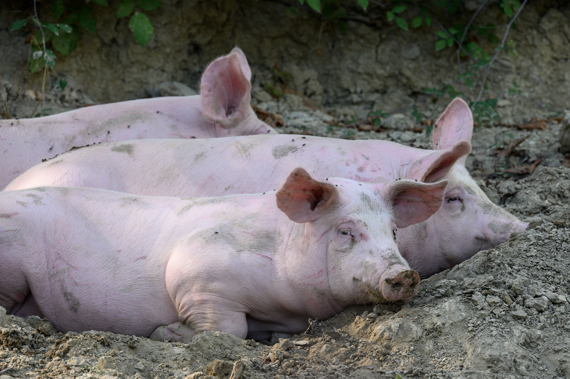 glückliche Schweine
