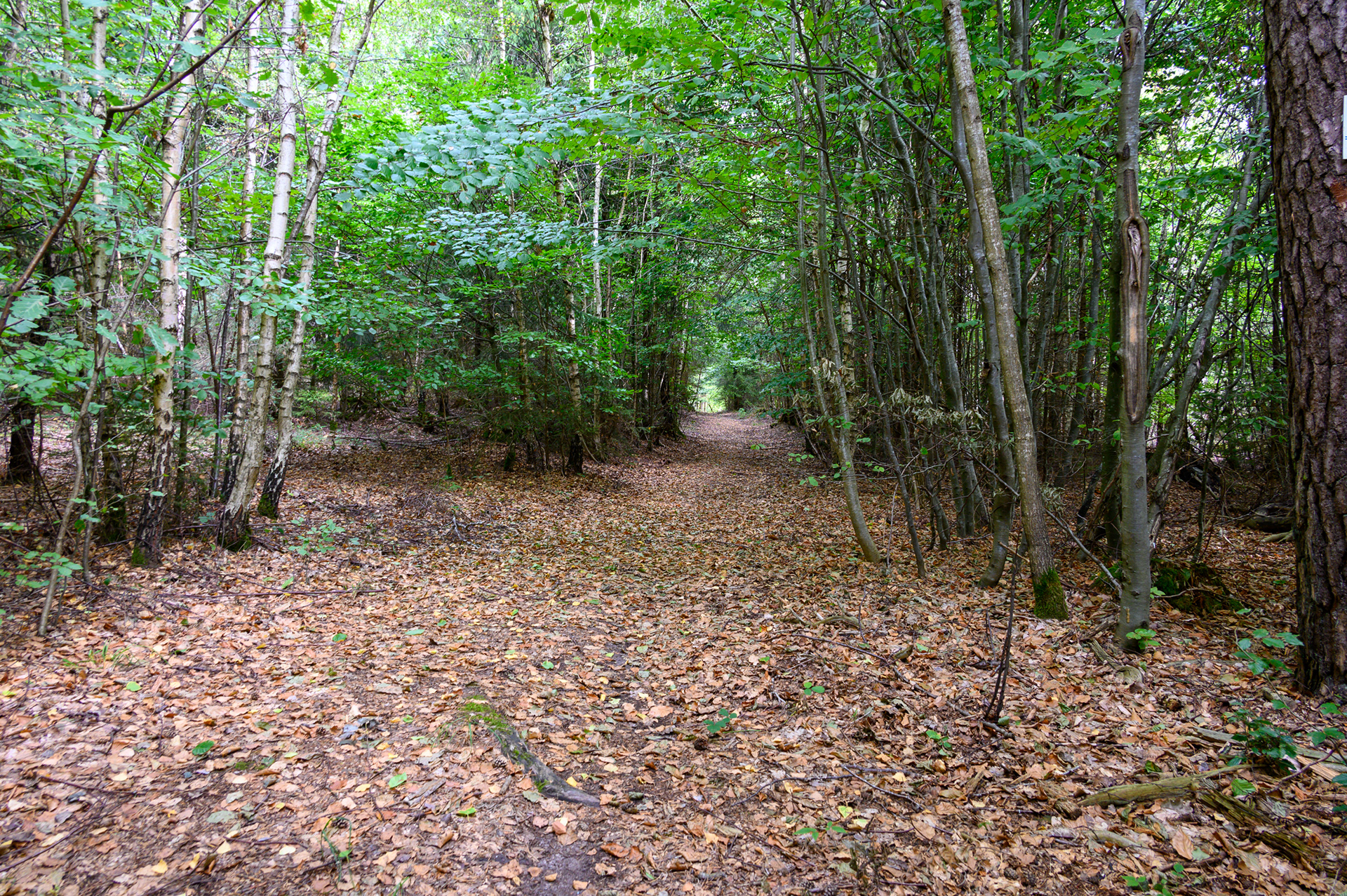 ...Wald...