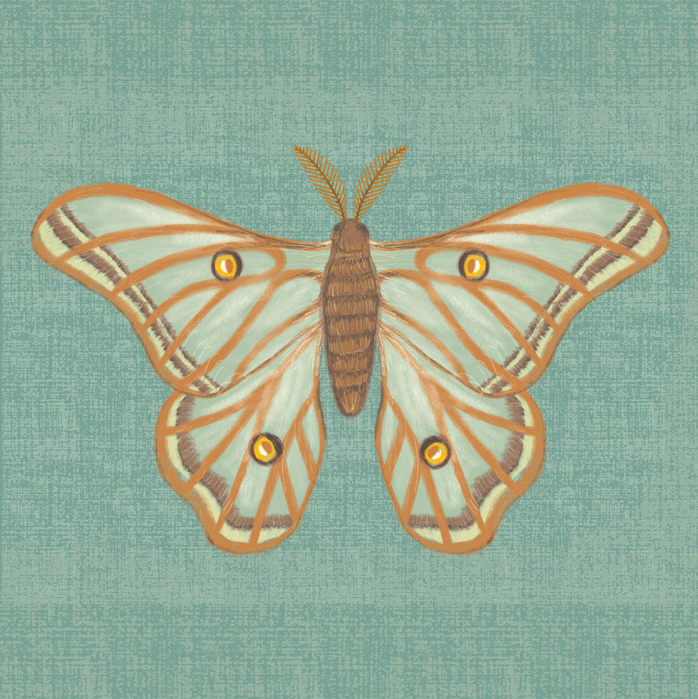 Spanish Moon Moth