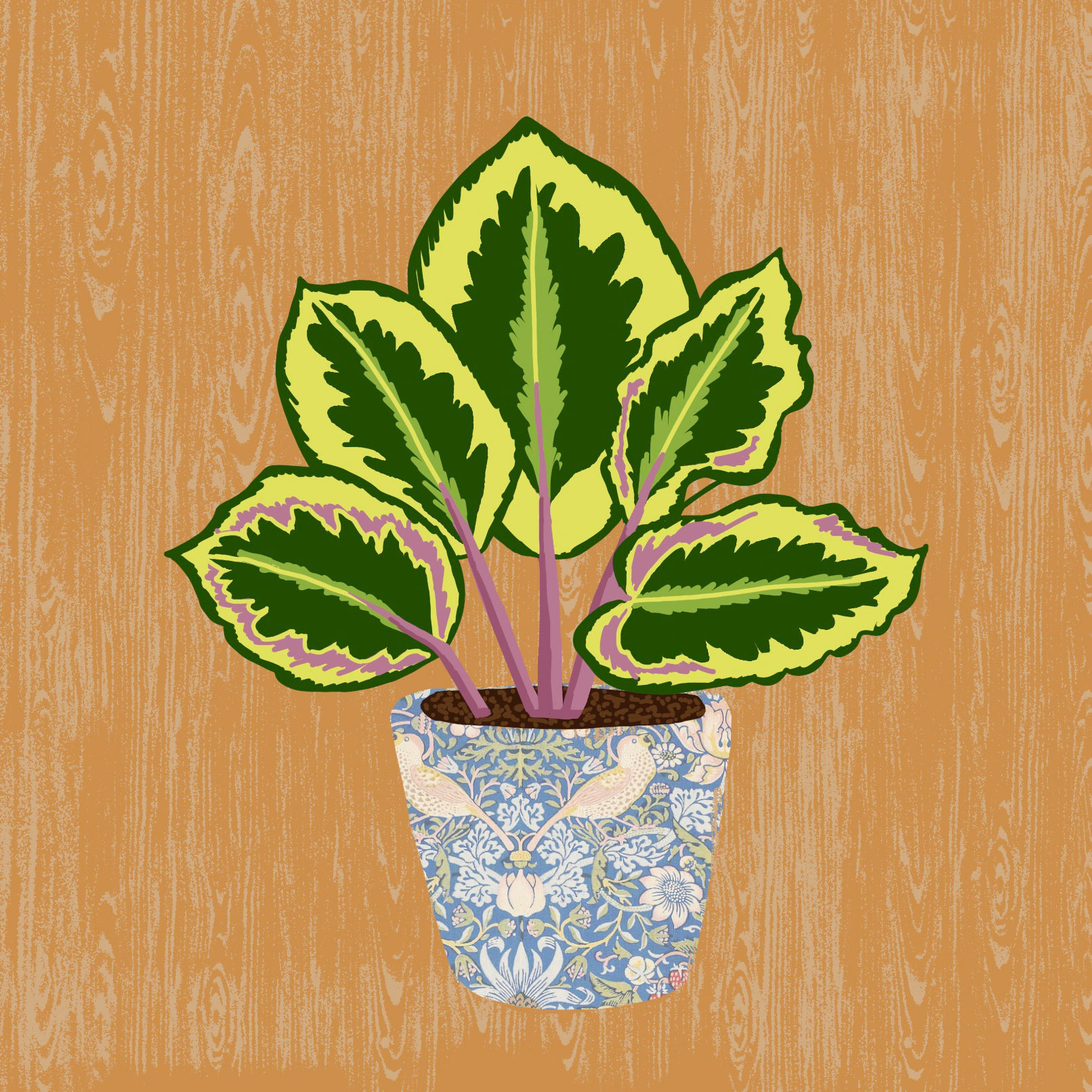 Calathea
