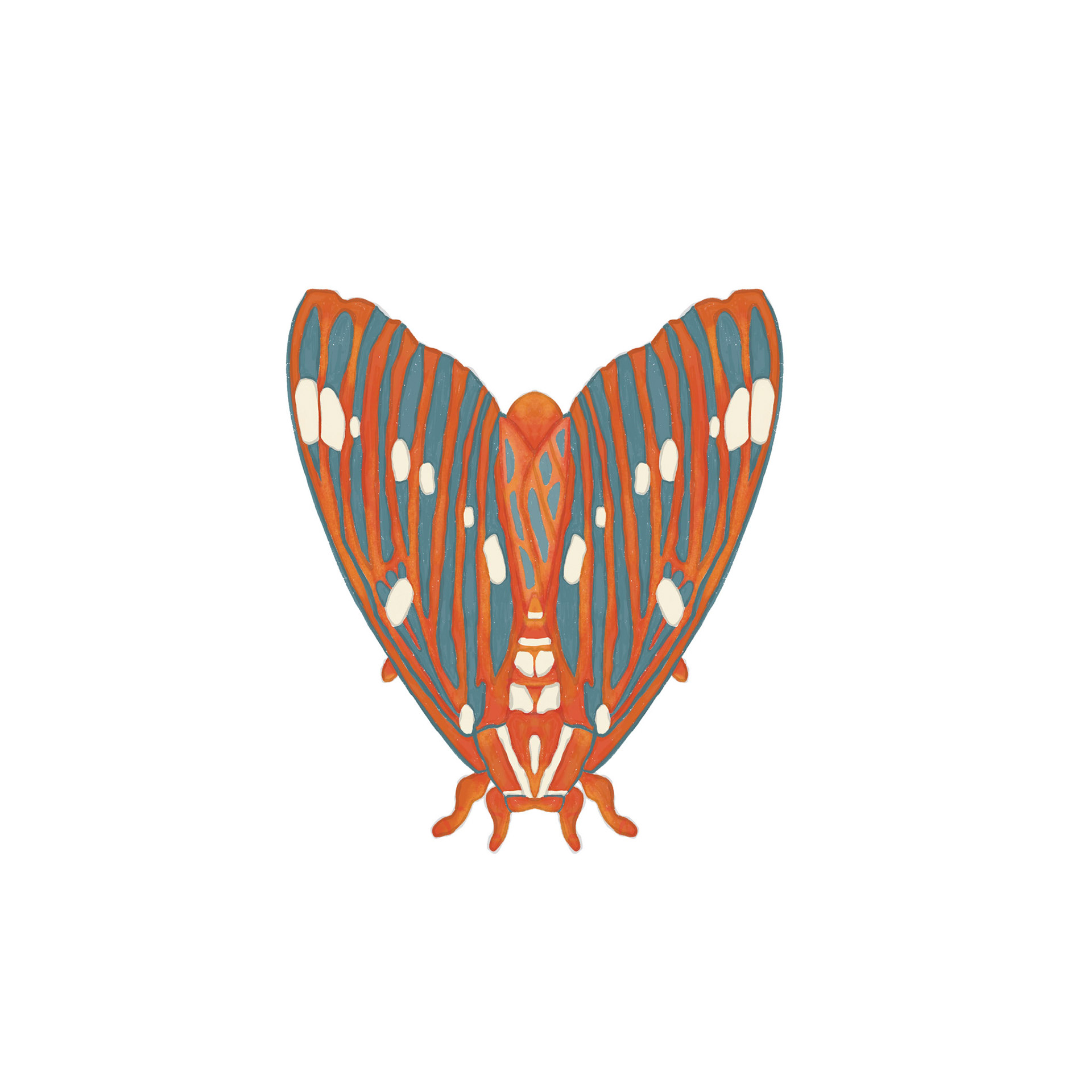 Original Moth &amp; Bottlebrush