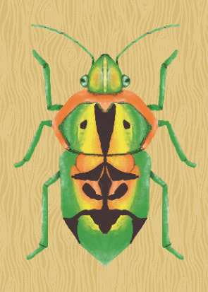 Harlequin Beetle