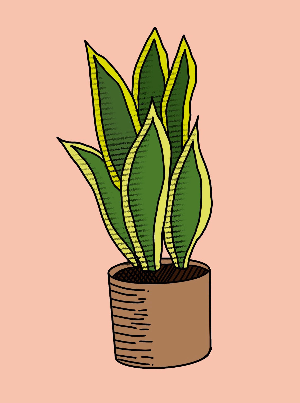 Snake Plant
