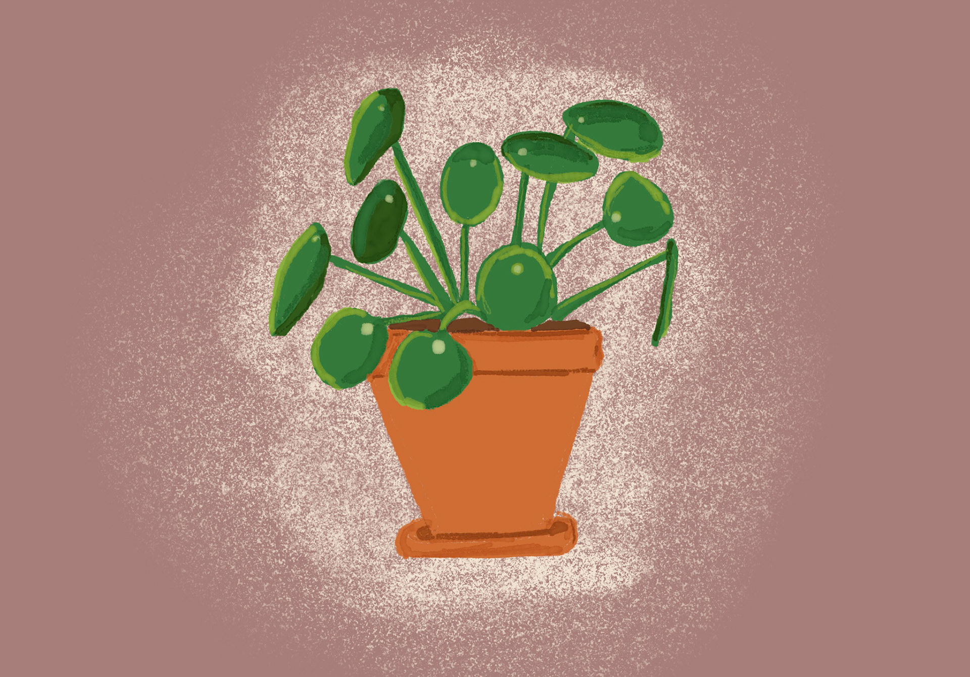 Chinese Money Plant