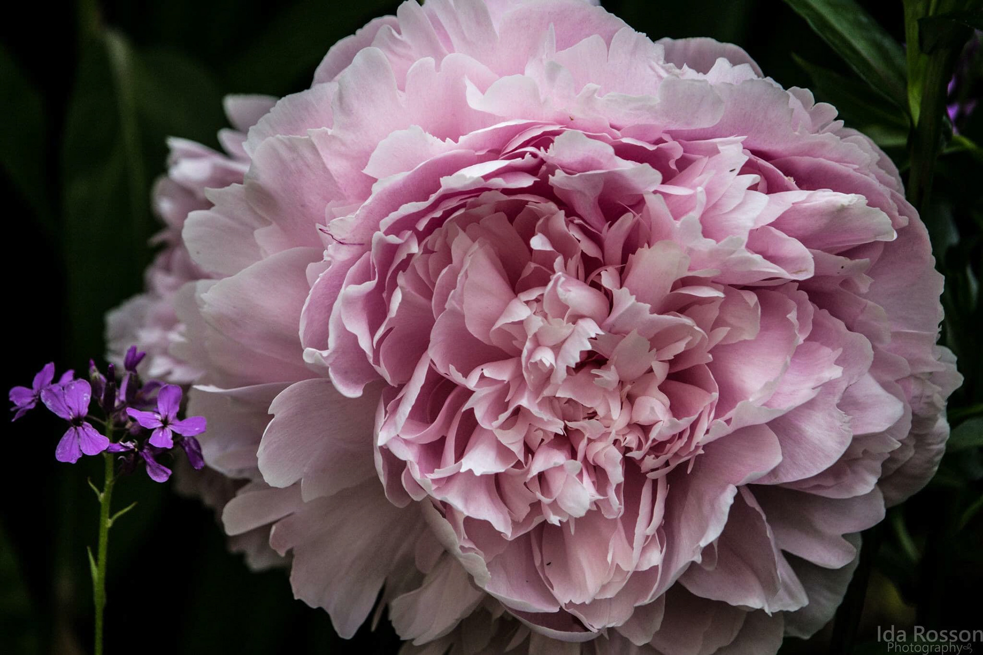Peony, Naramata, BC