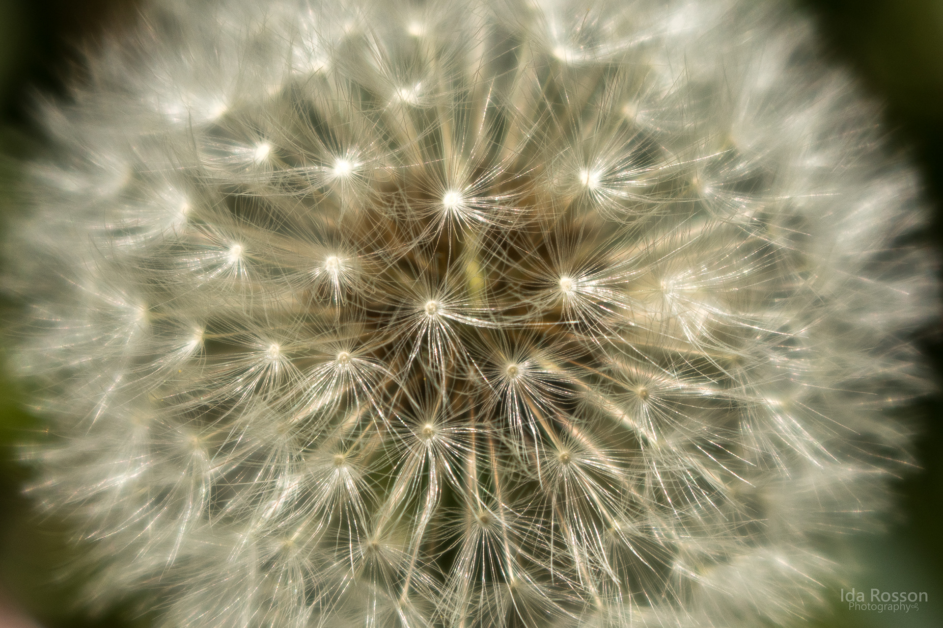 Dandelion