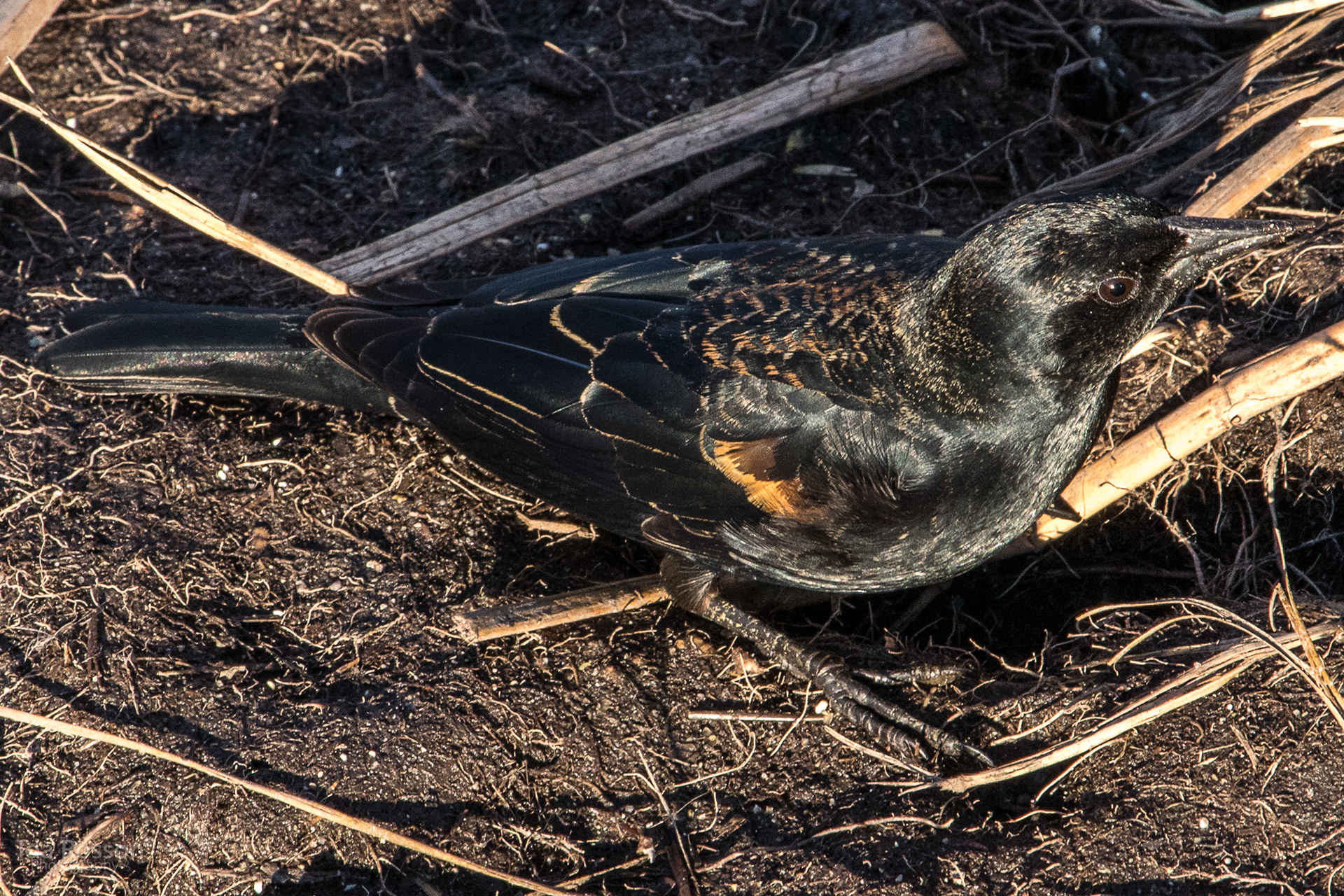Female Red-winged Black Bird