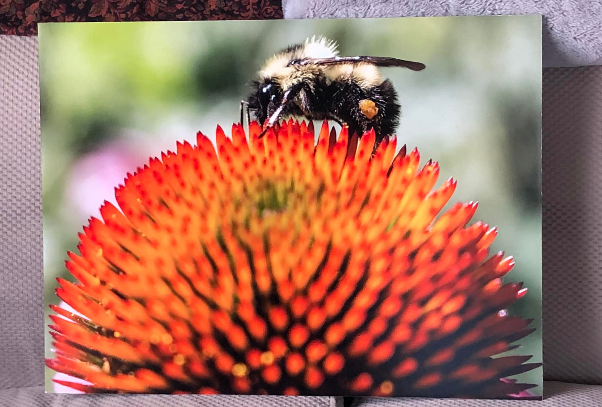 Bee and Echinacea, Keremeos, BC
