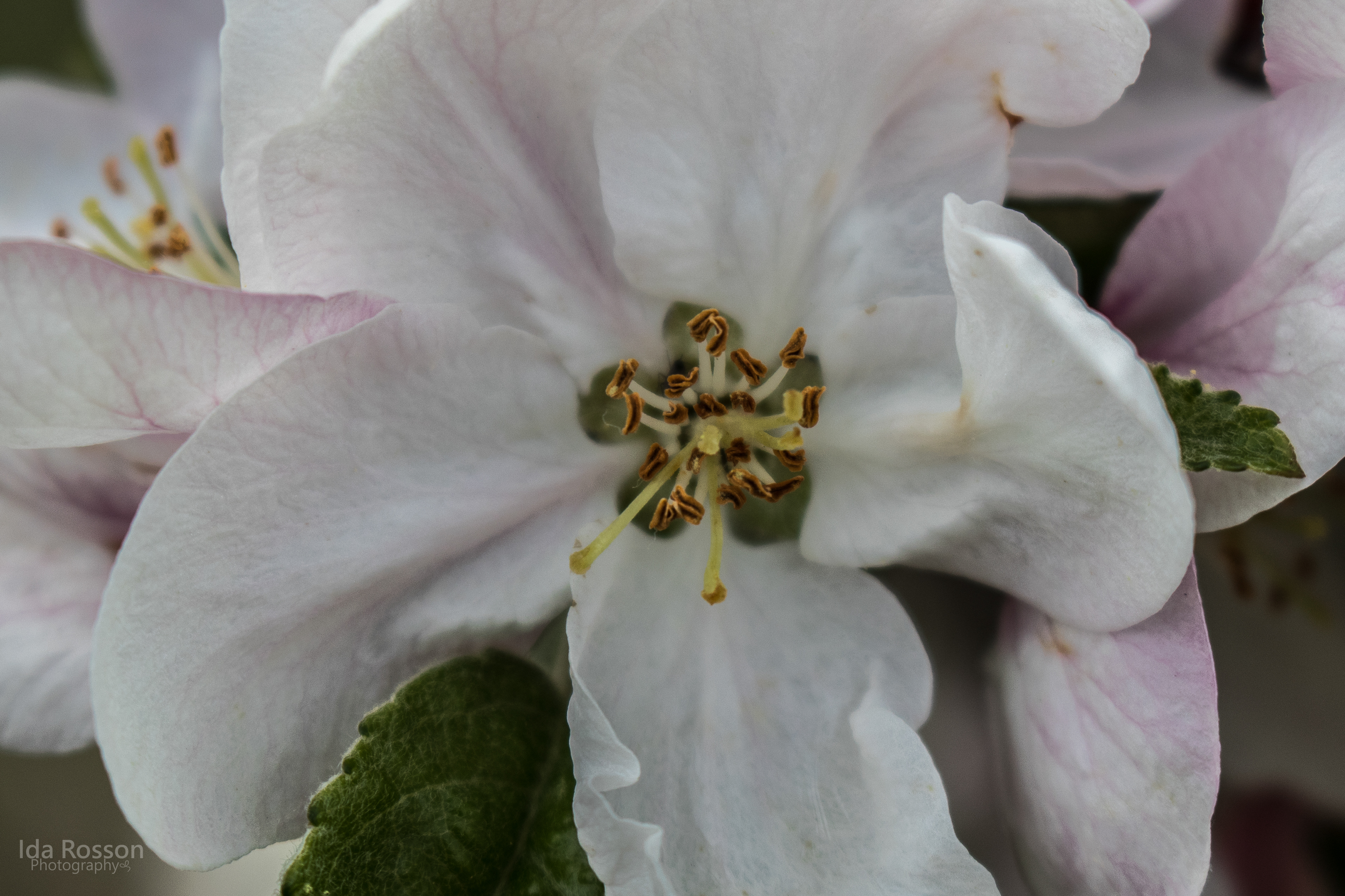 Apple Blossoms