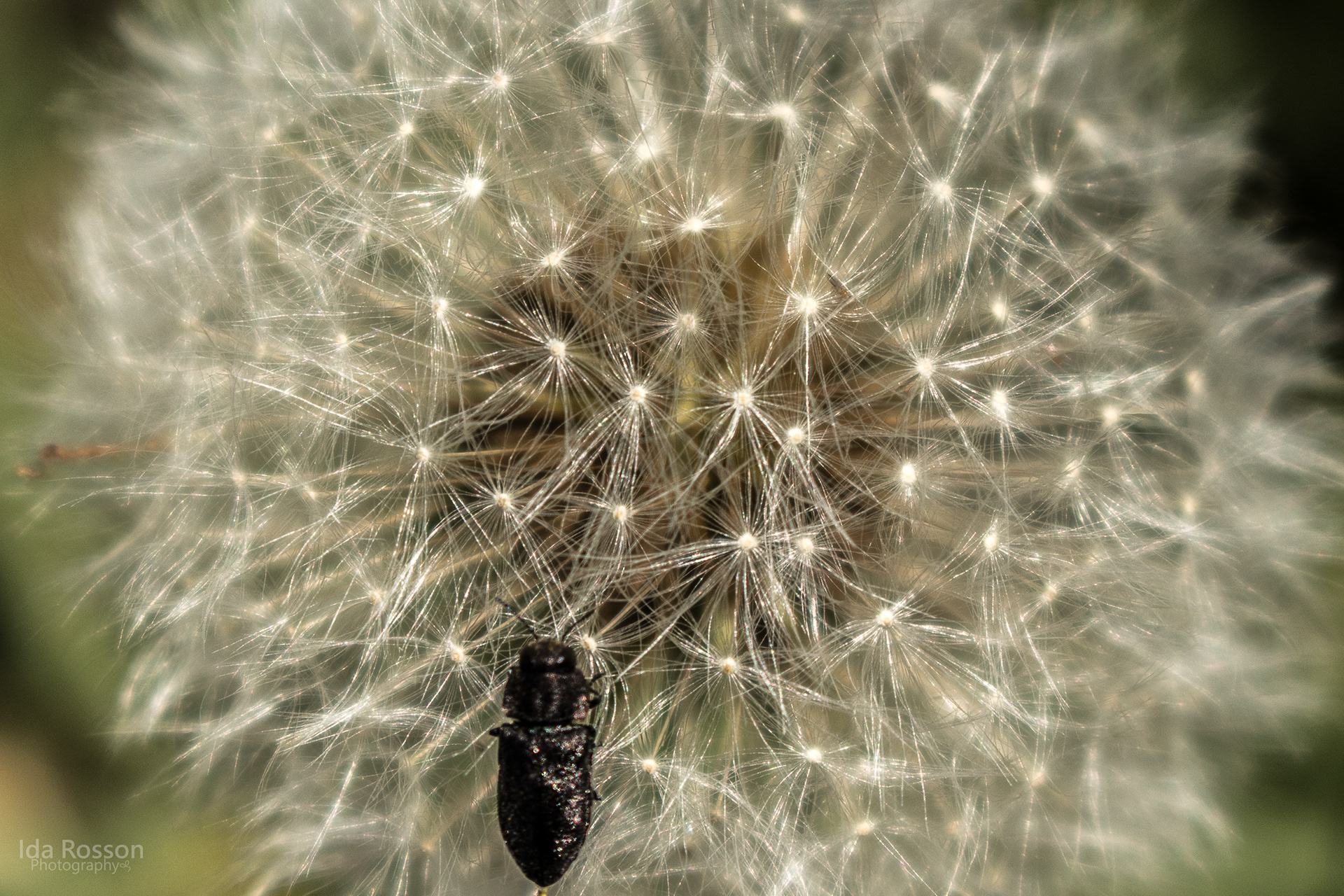 Dandelion