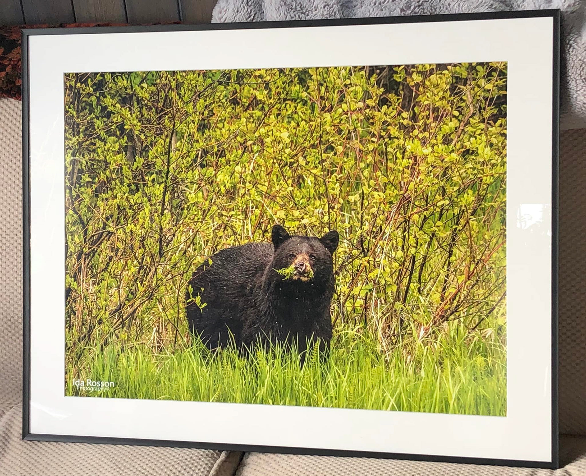 Black Bear, E.C. Manning Park, BC