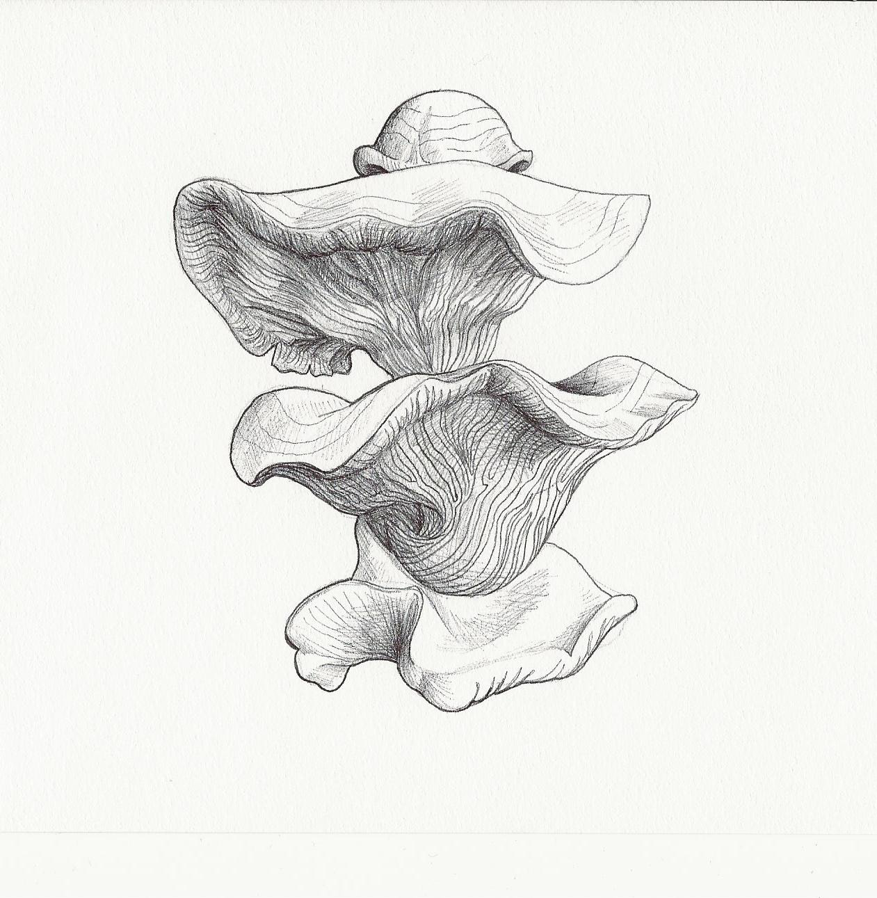 Oyster Mushroom