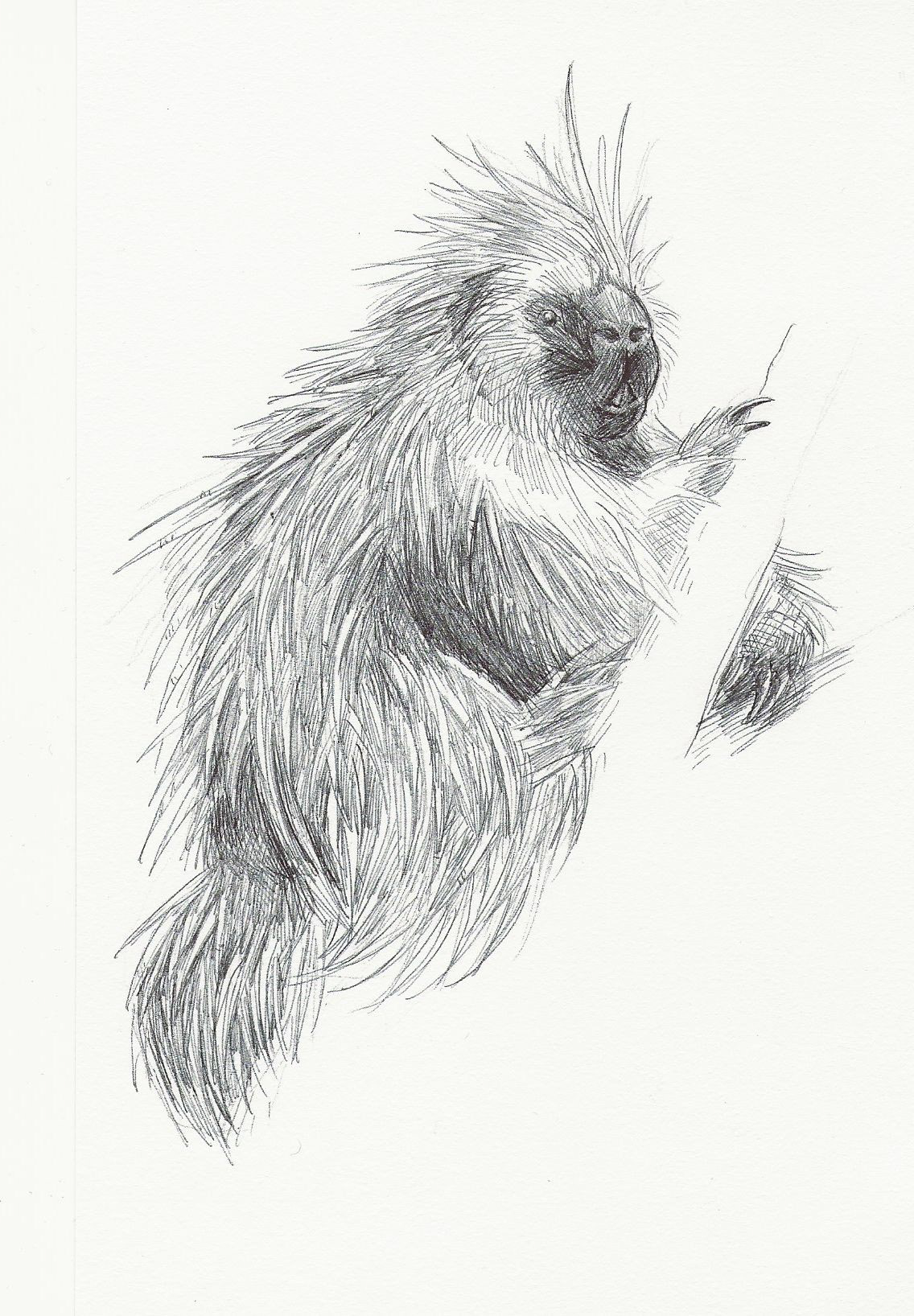 American Porcupine
