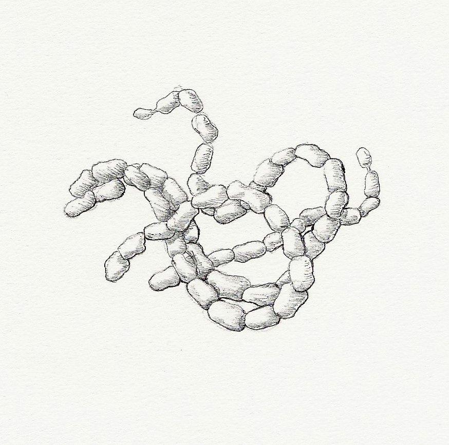 Streptomyces bacteria