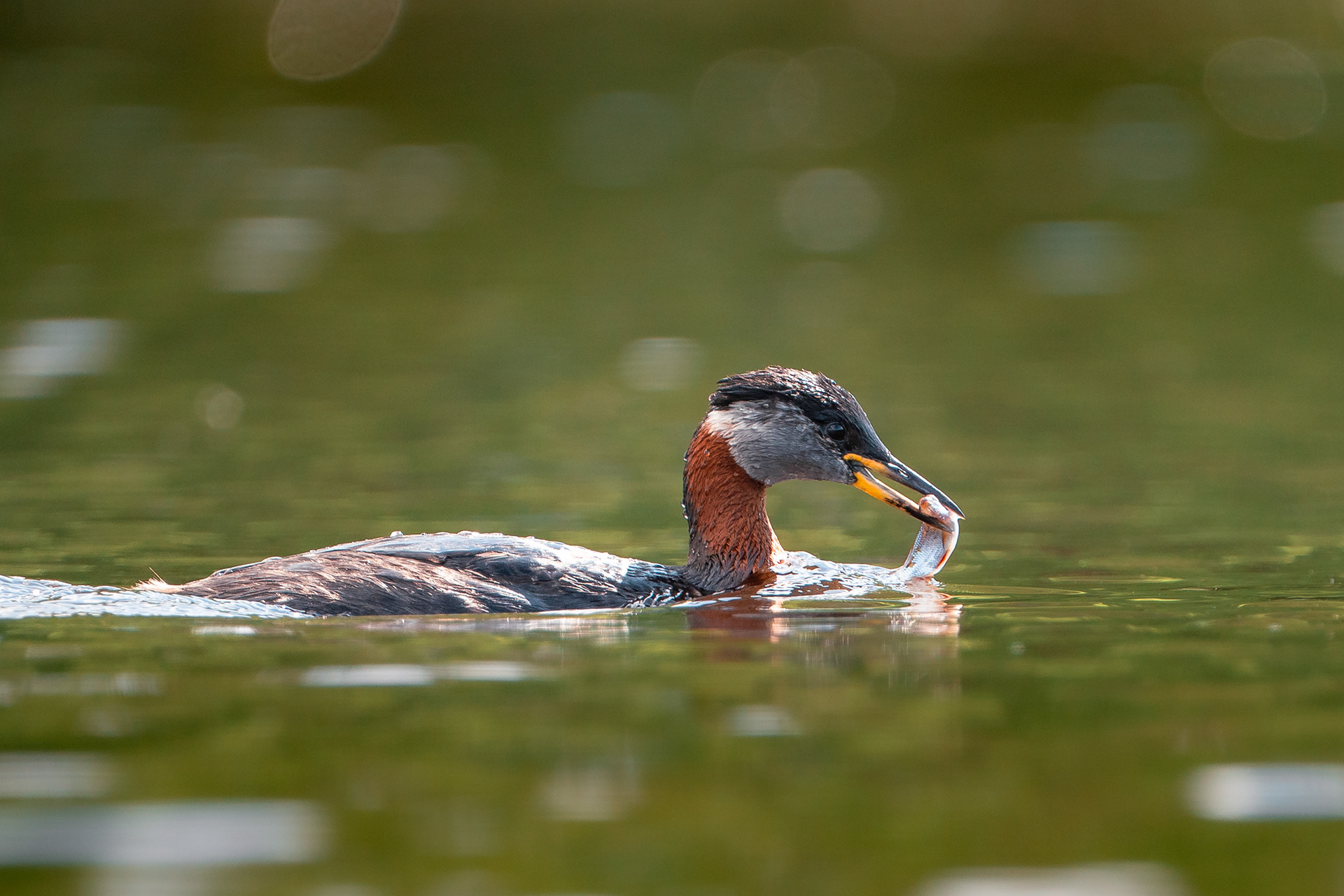 Härkälintu (6.2025)