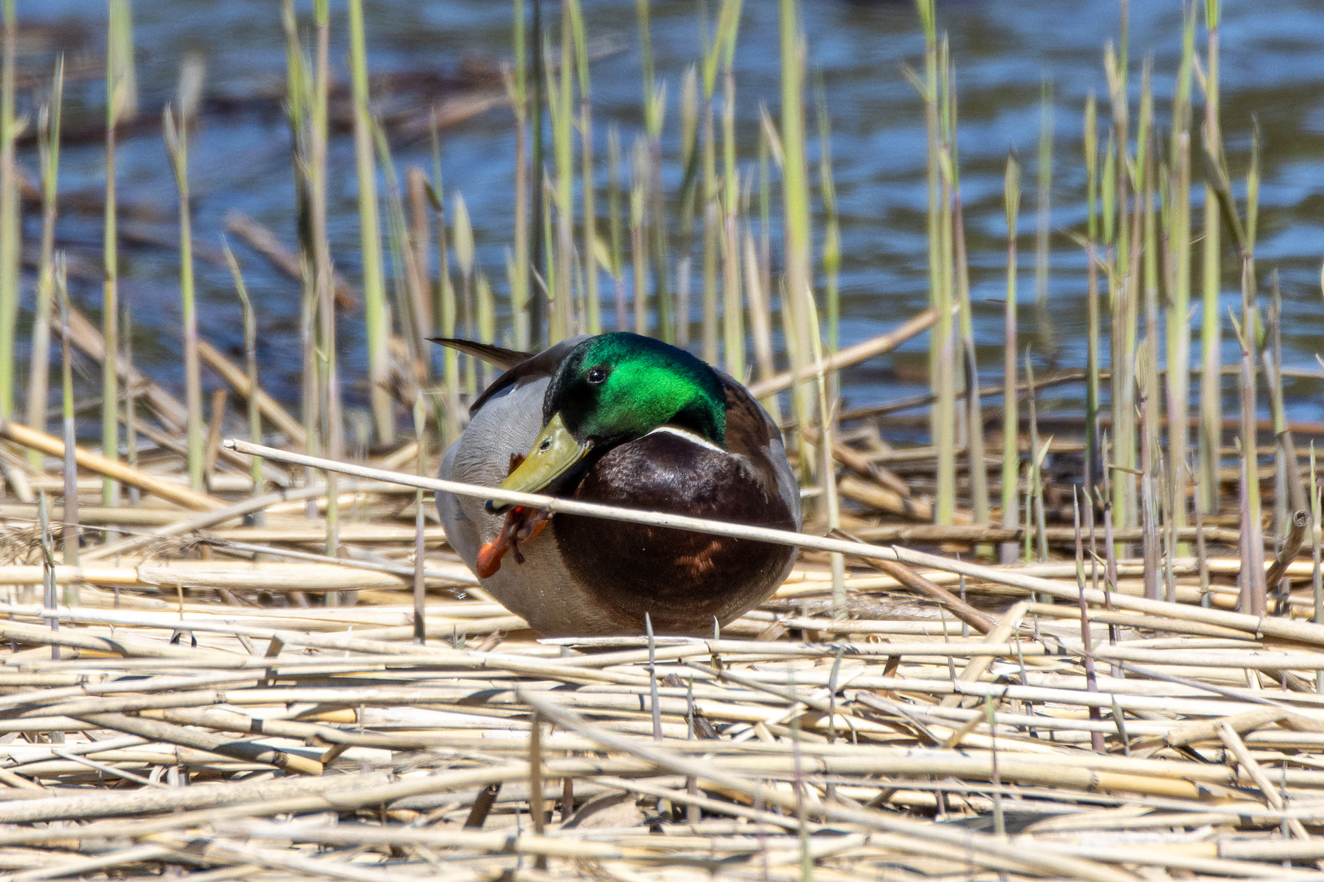 Sinisorsakoiras (5.2023)