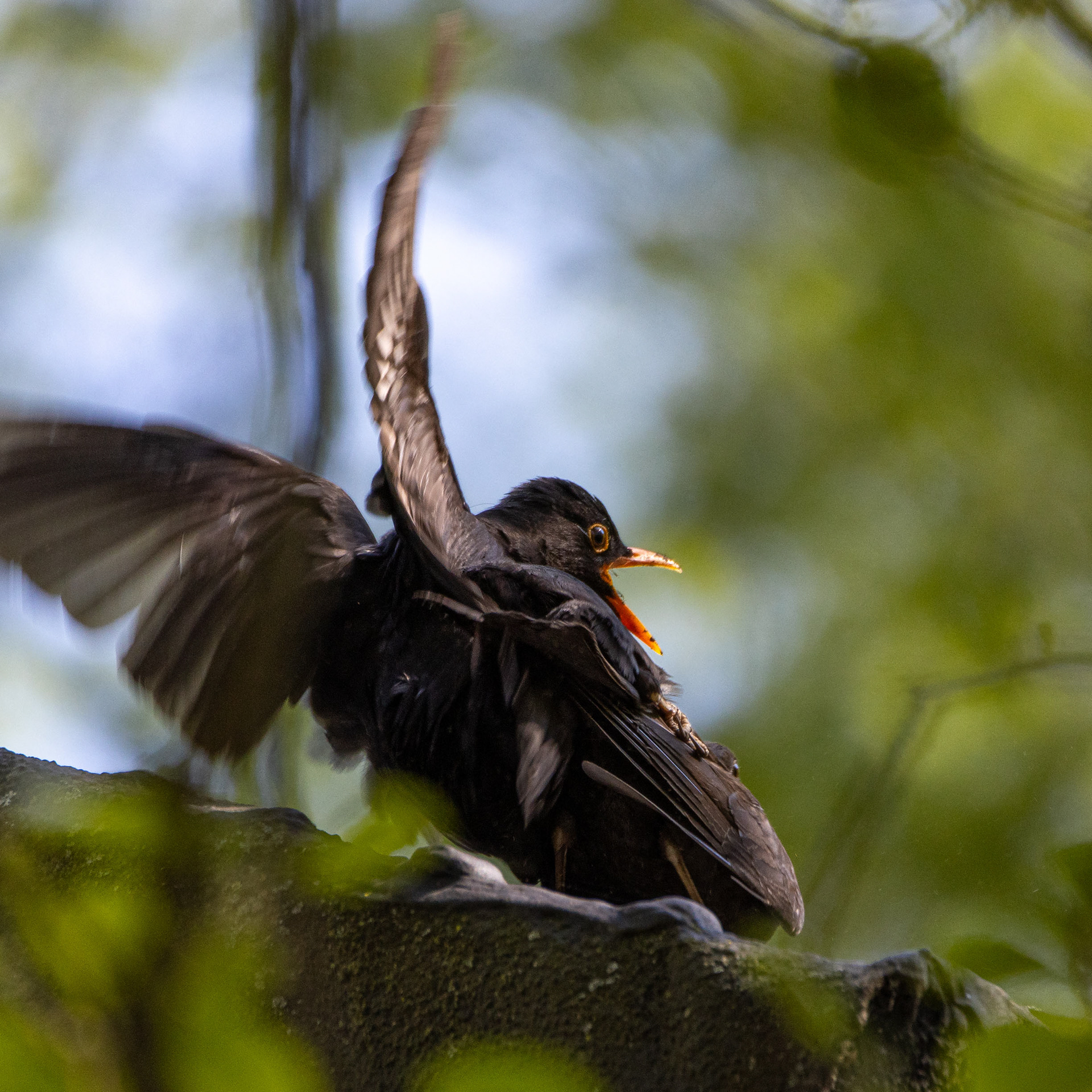 Mustarastaat tappelussa (5.2023)