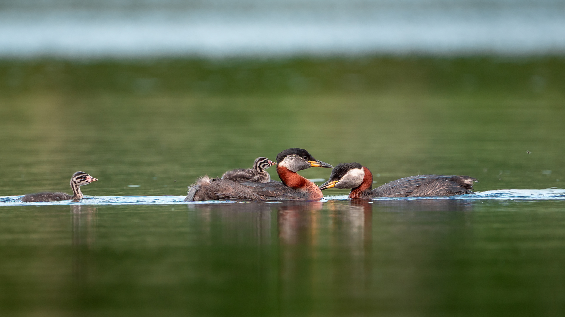 Härkälintujen perhe (6.2025)