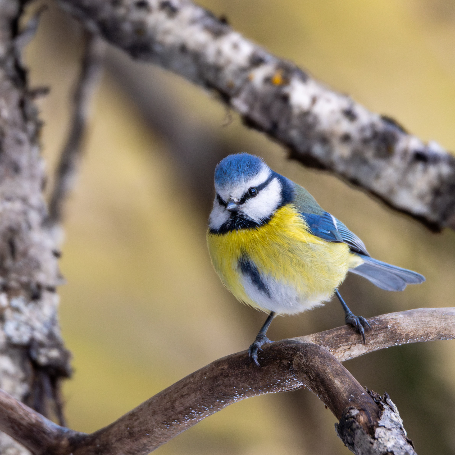 Sinitiainen (3.2021)