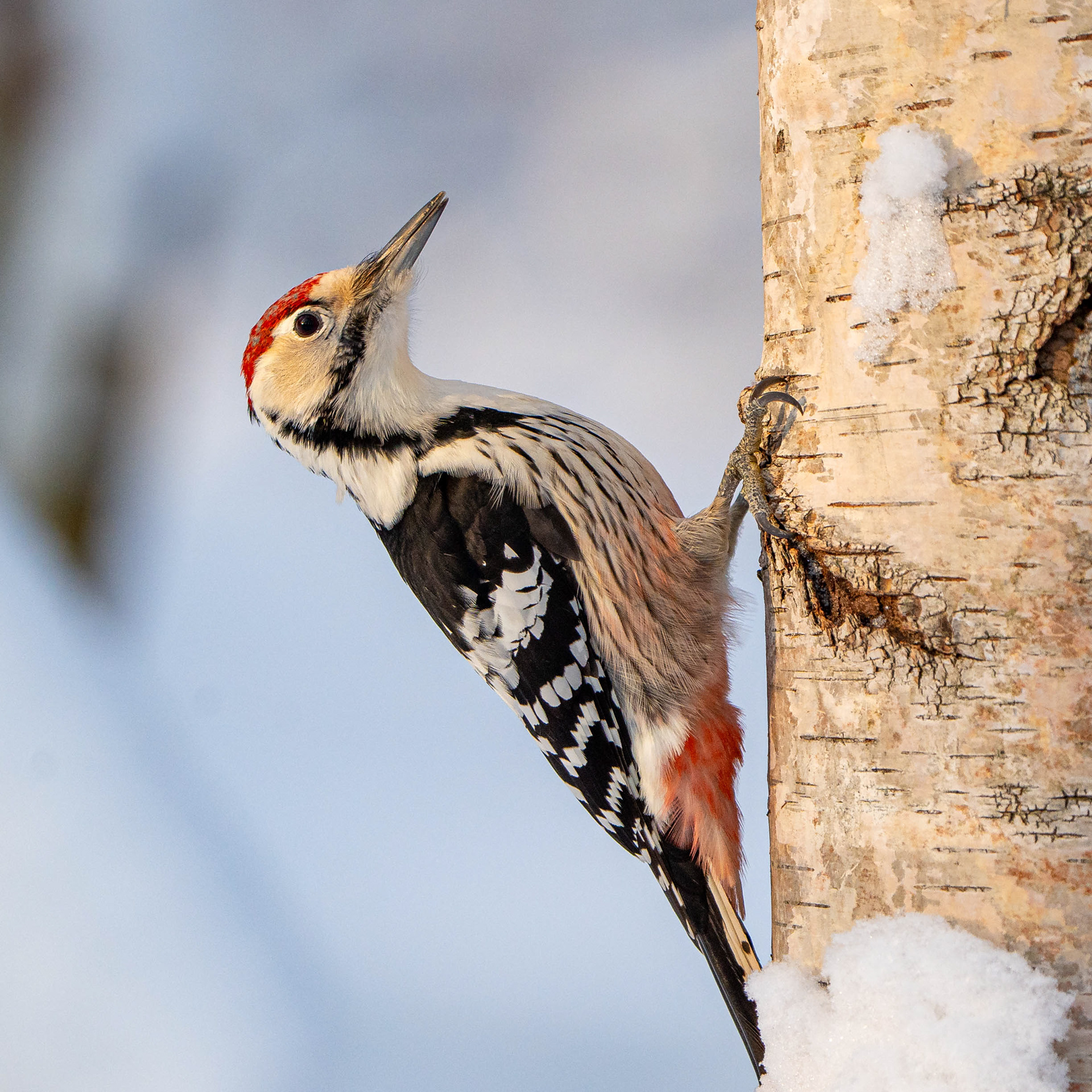 Valkoselkätikka(12.2023)