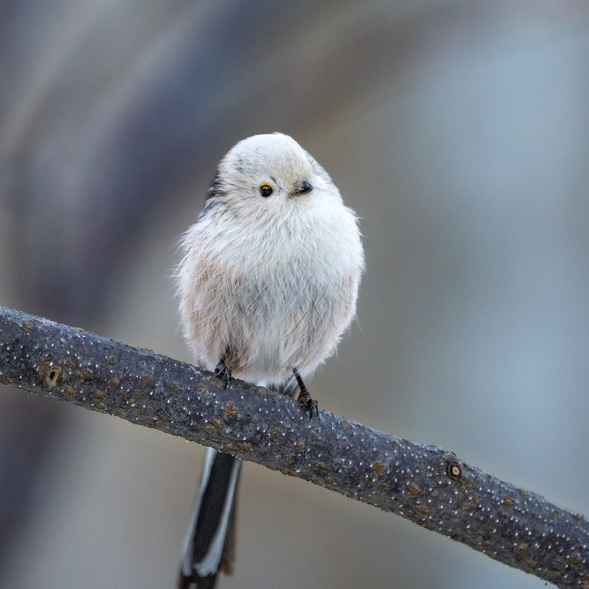 Pyrstötiainen (3.2025)