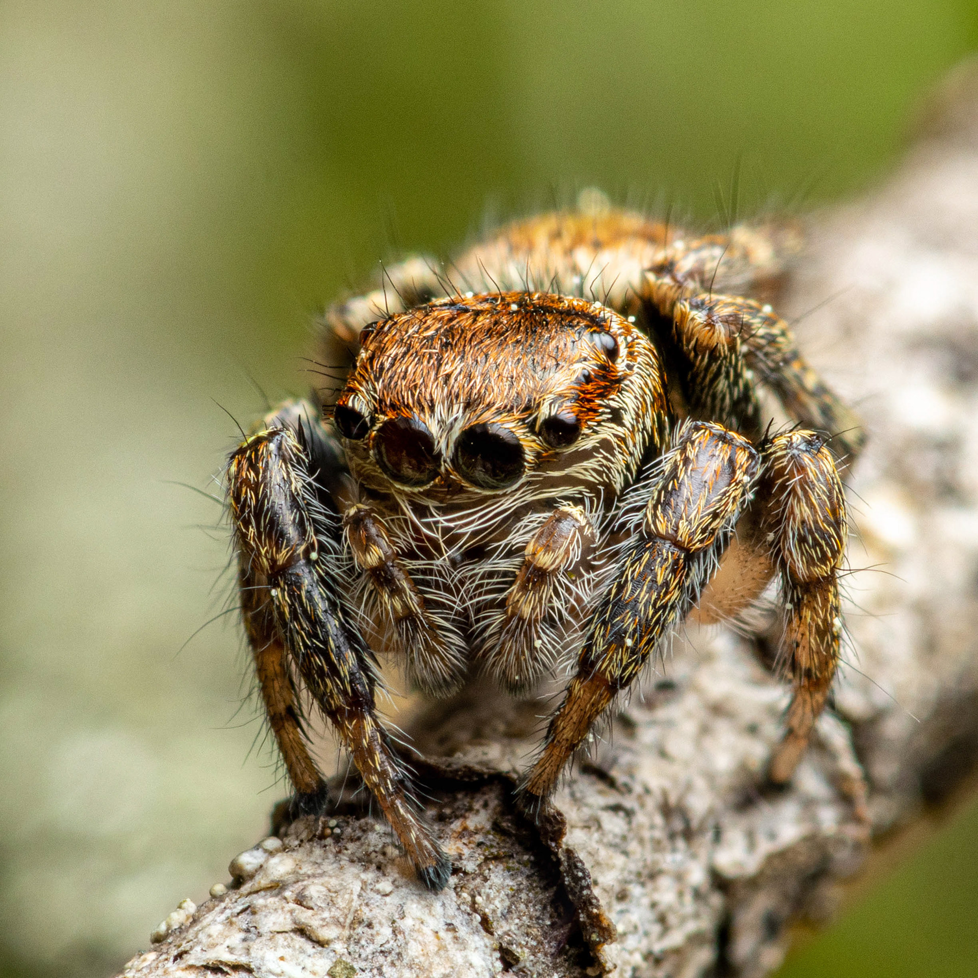 Kangassirppihypykki (9.6.2023)