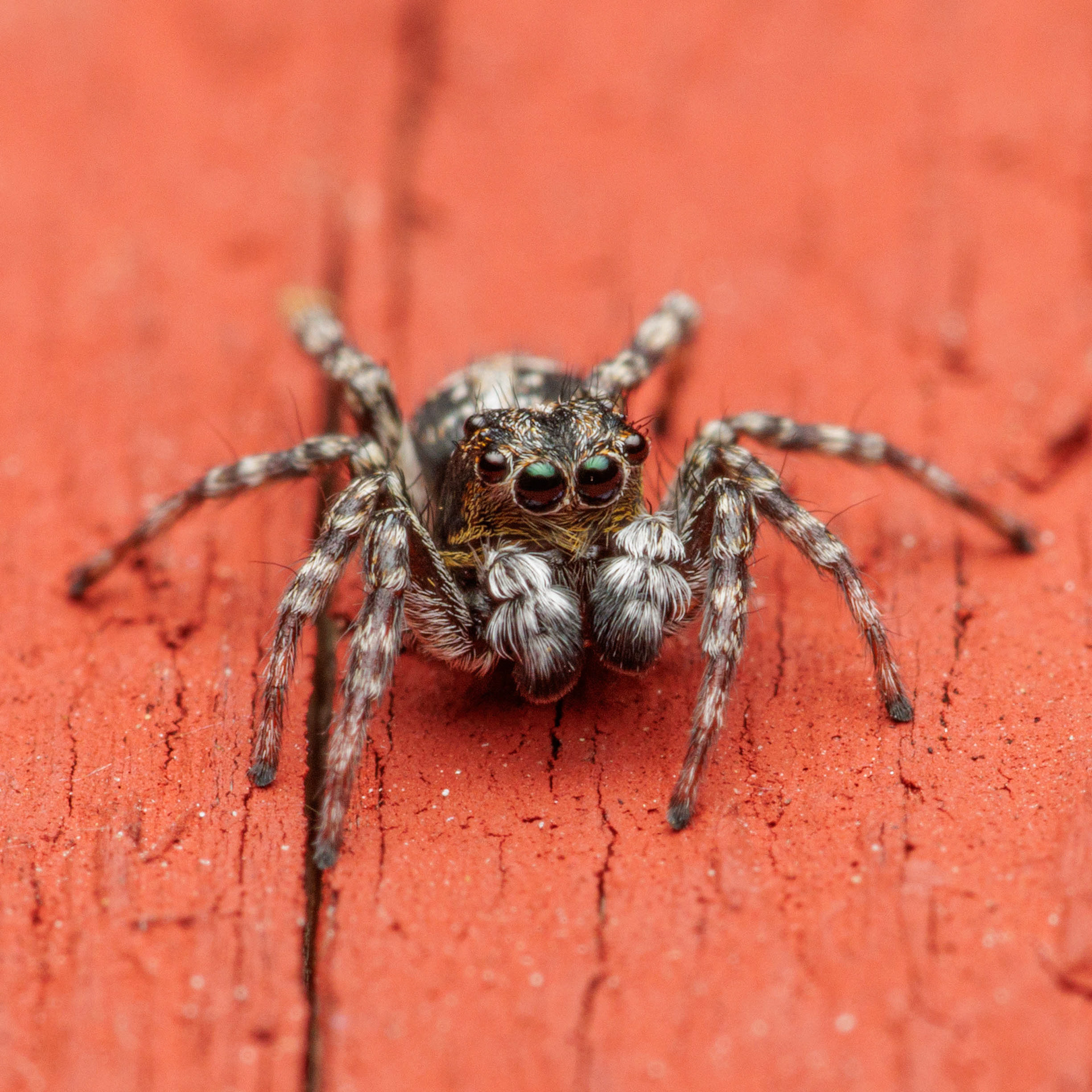 Seinätäplähypykki (1.8.2022)