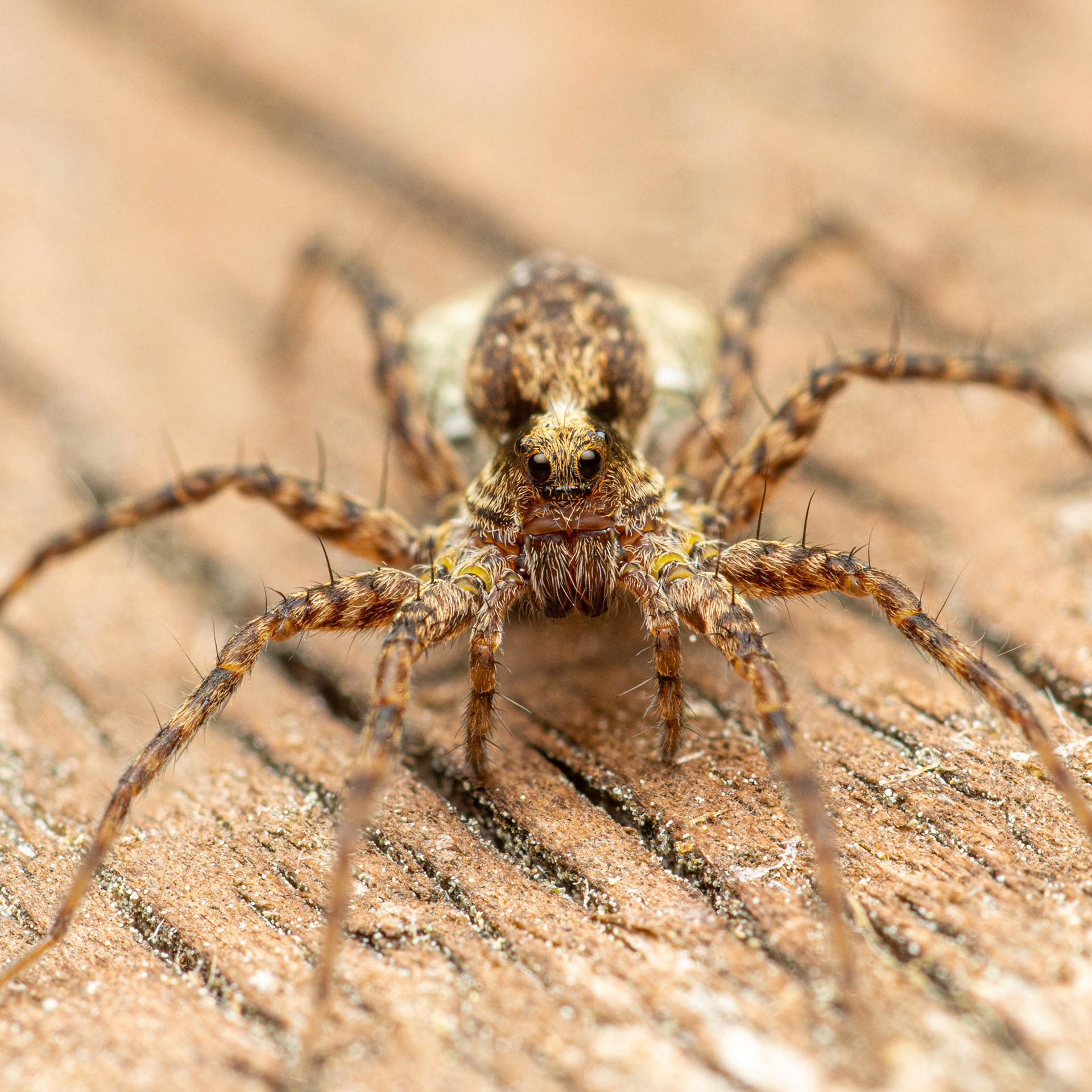 Juoksuhämähäkki (24.6.2023)