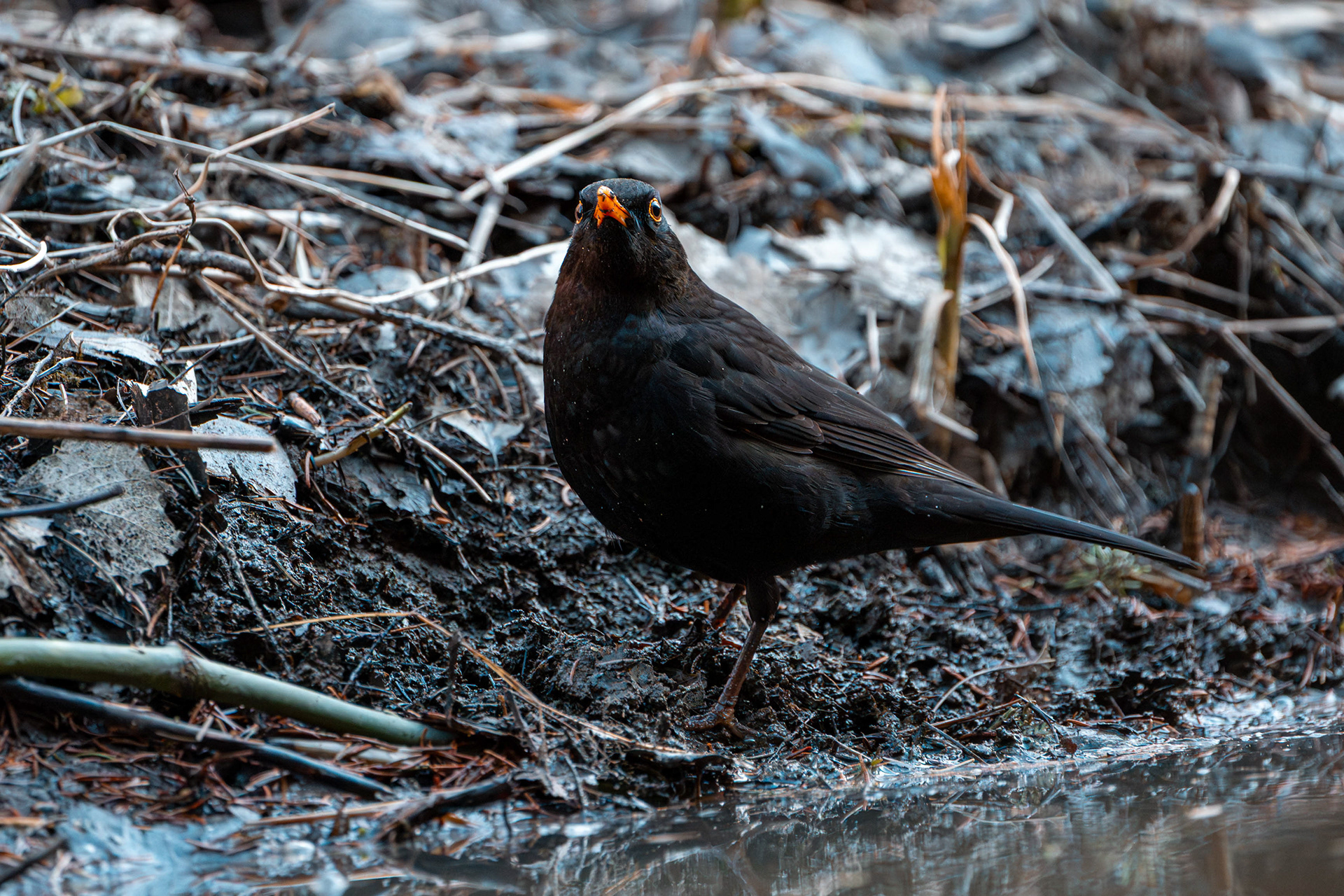 Mustarastas (3.2025)