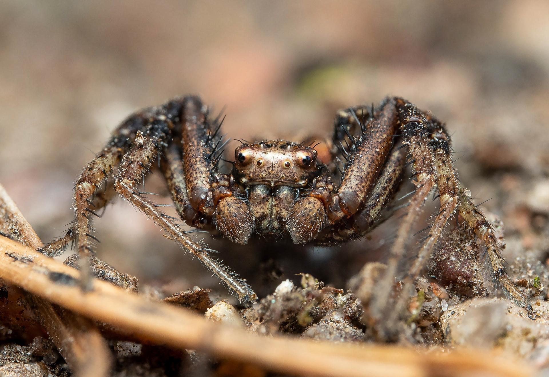 Rapuhämähäkki (4.5.2024)