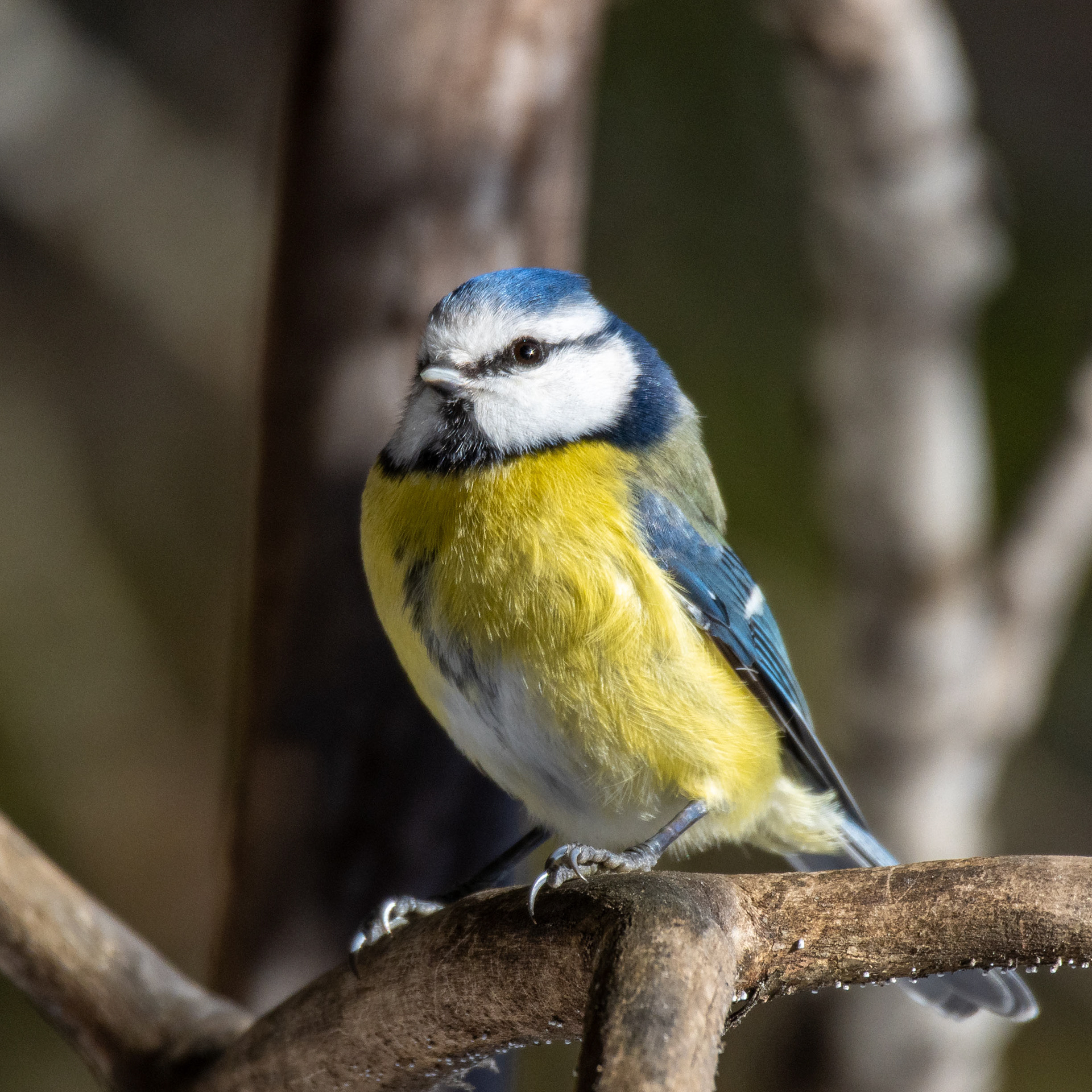 Sinitiainen (3.2023)